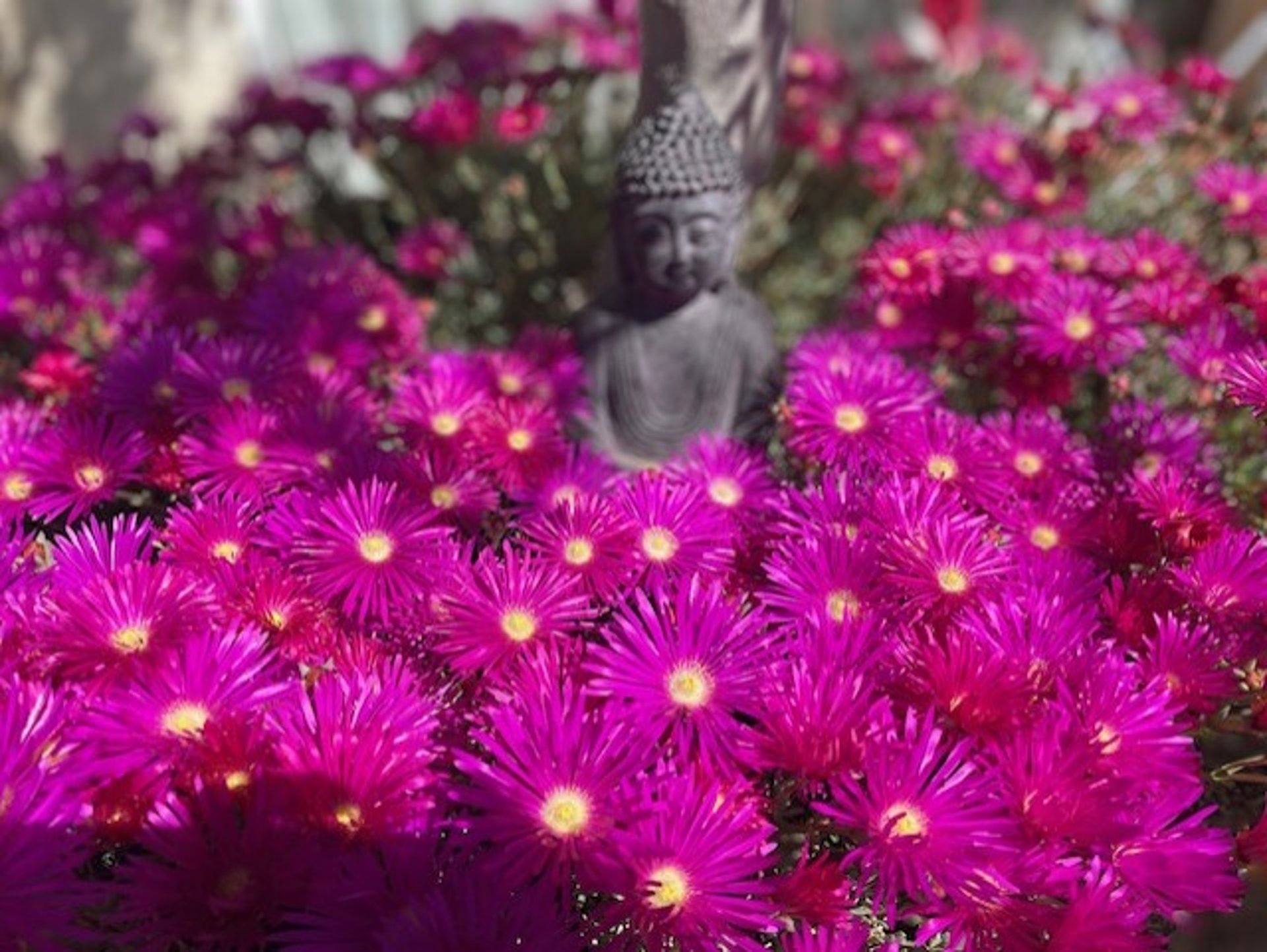 sun light passing through green leafed tree