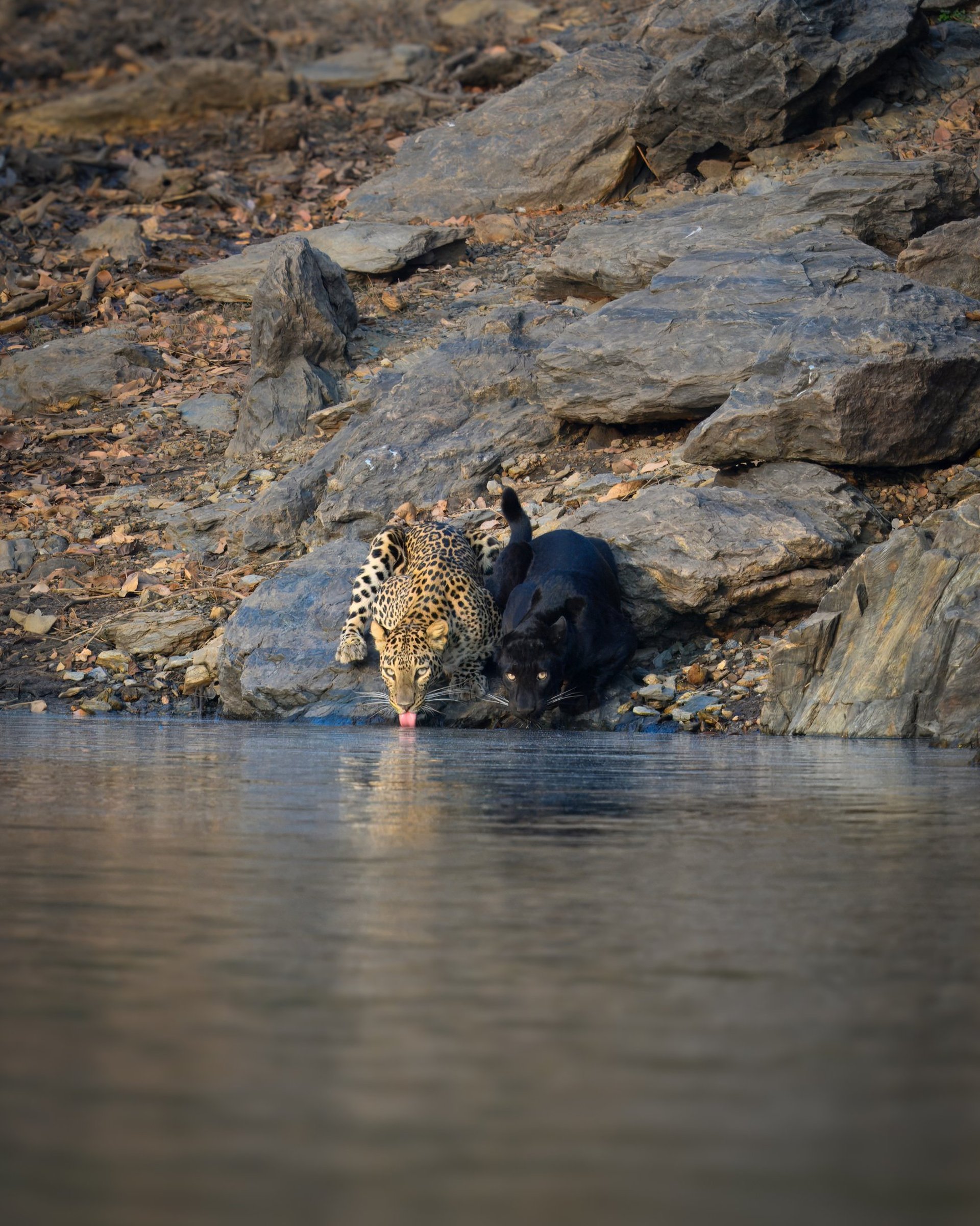 black blue and yellow textile