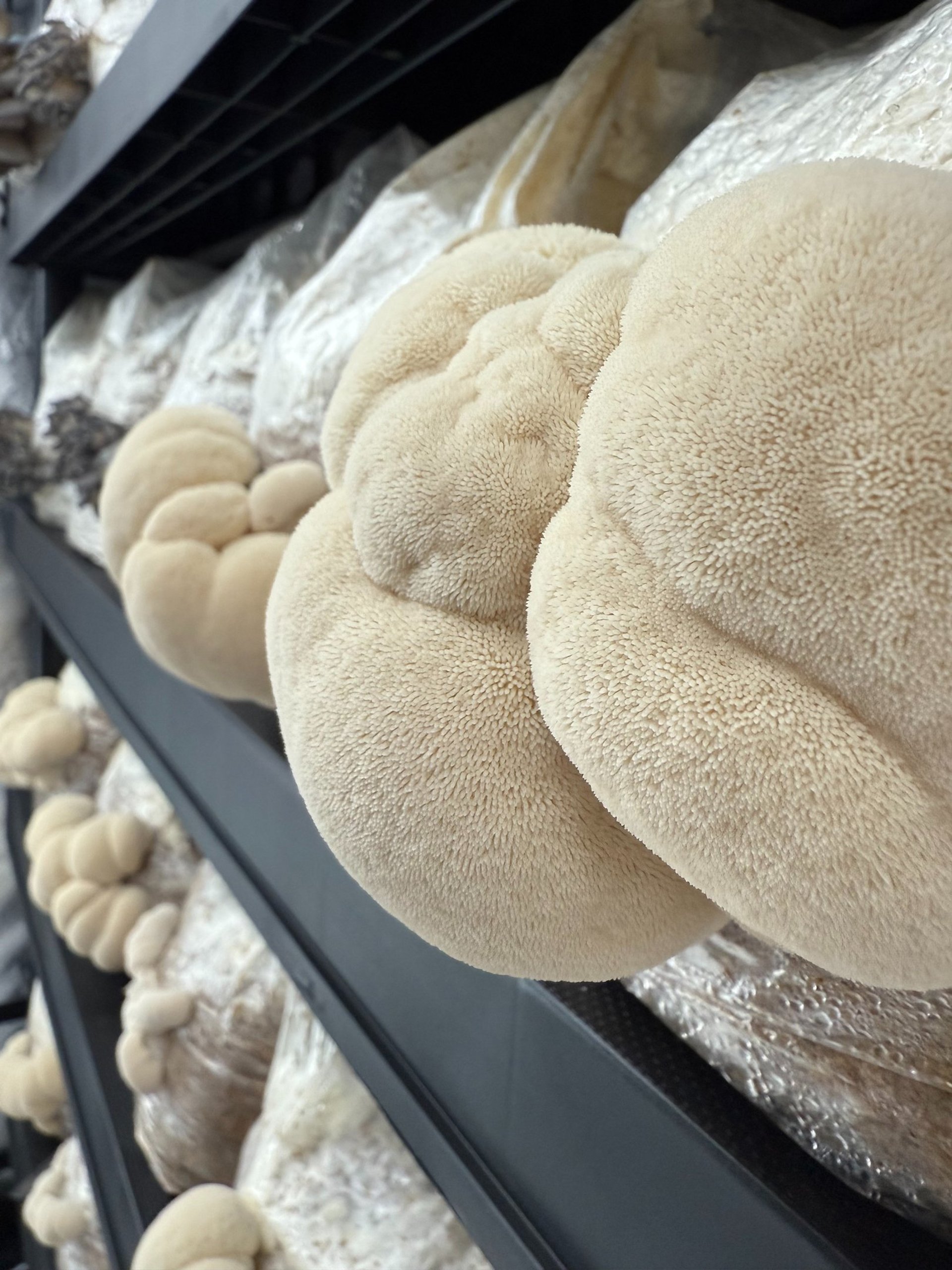 black and white bed linen