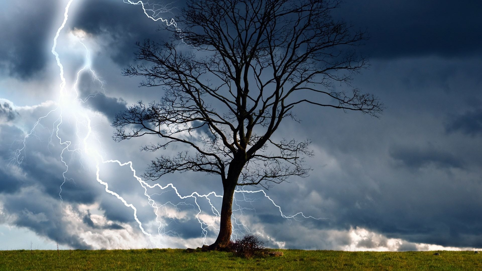 Fundo 04 - Arvore na Tempestade