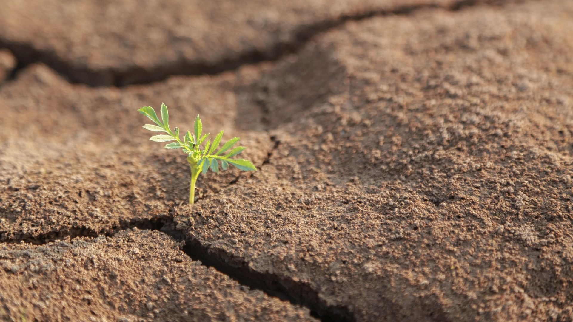 Renascer do Barro Seco