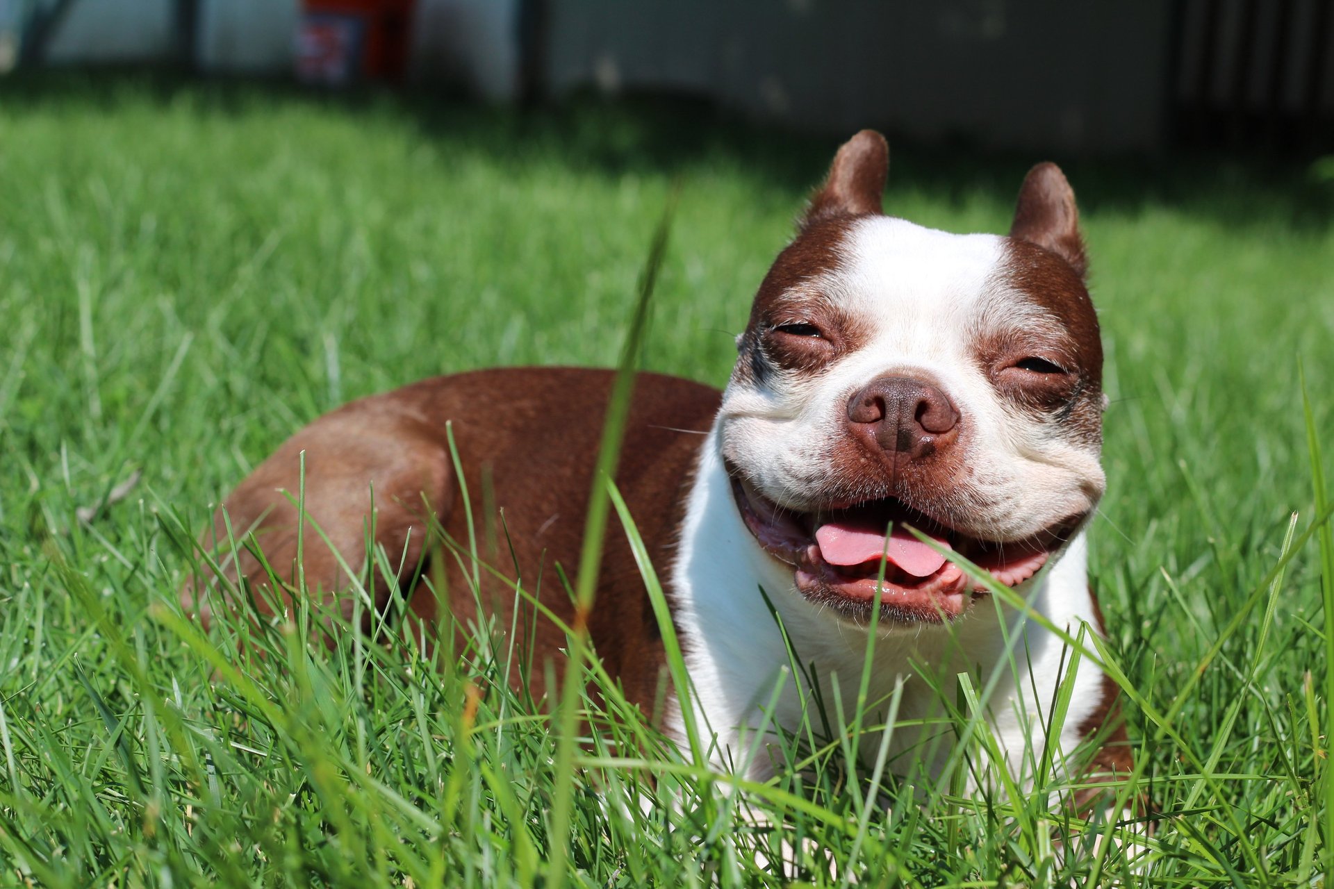brown and white dog on grass