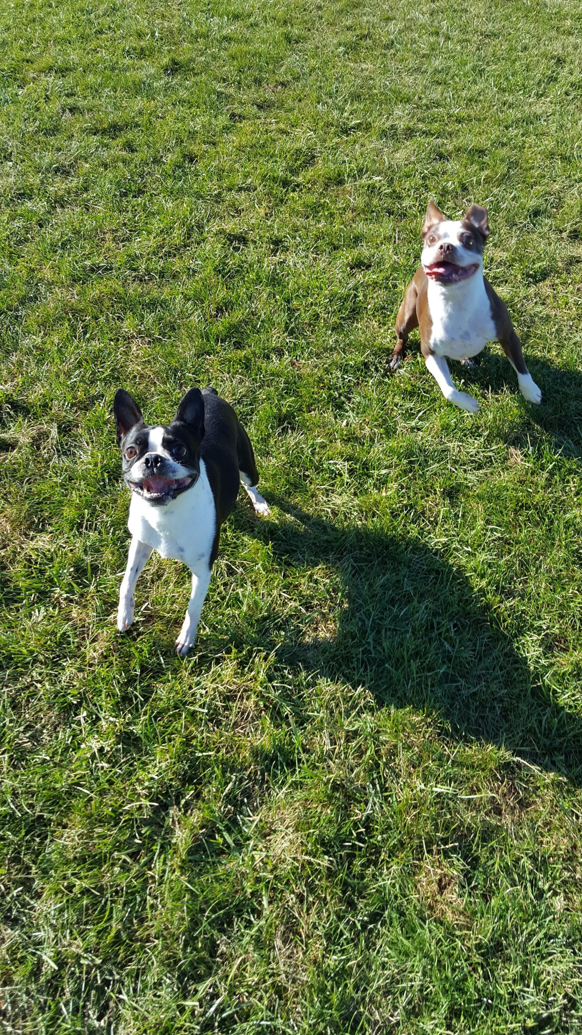 brown long coated small dog on green grass field during daytime