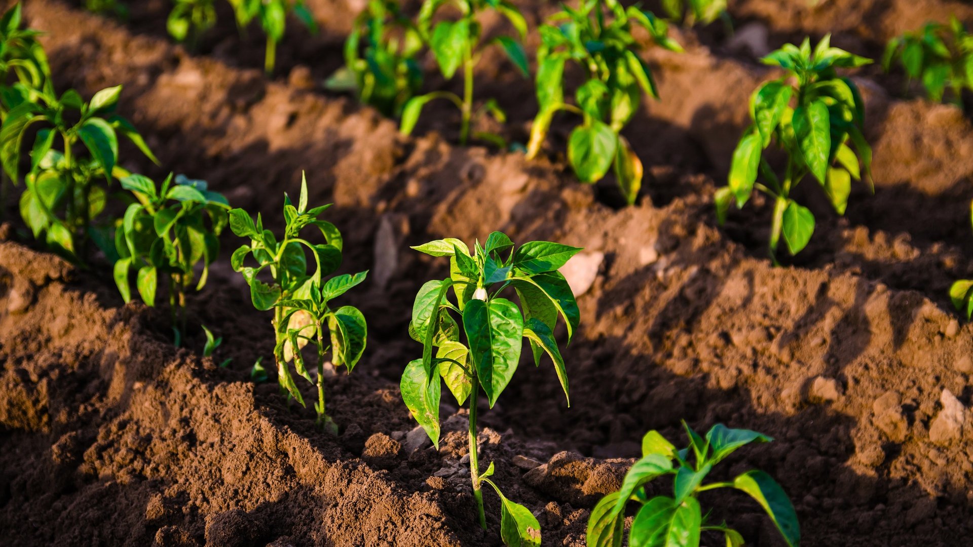 black and brown leather padded tub sofa