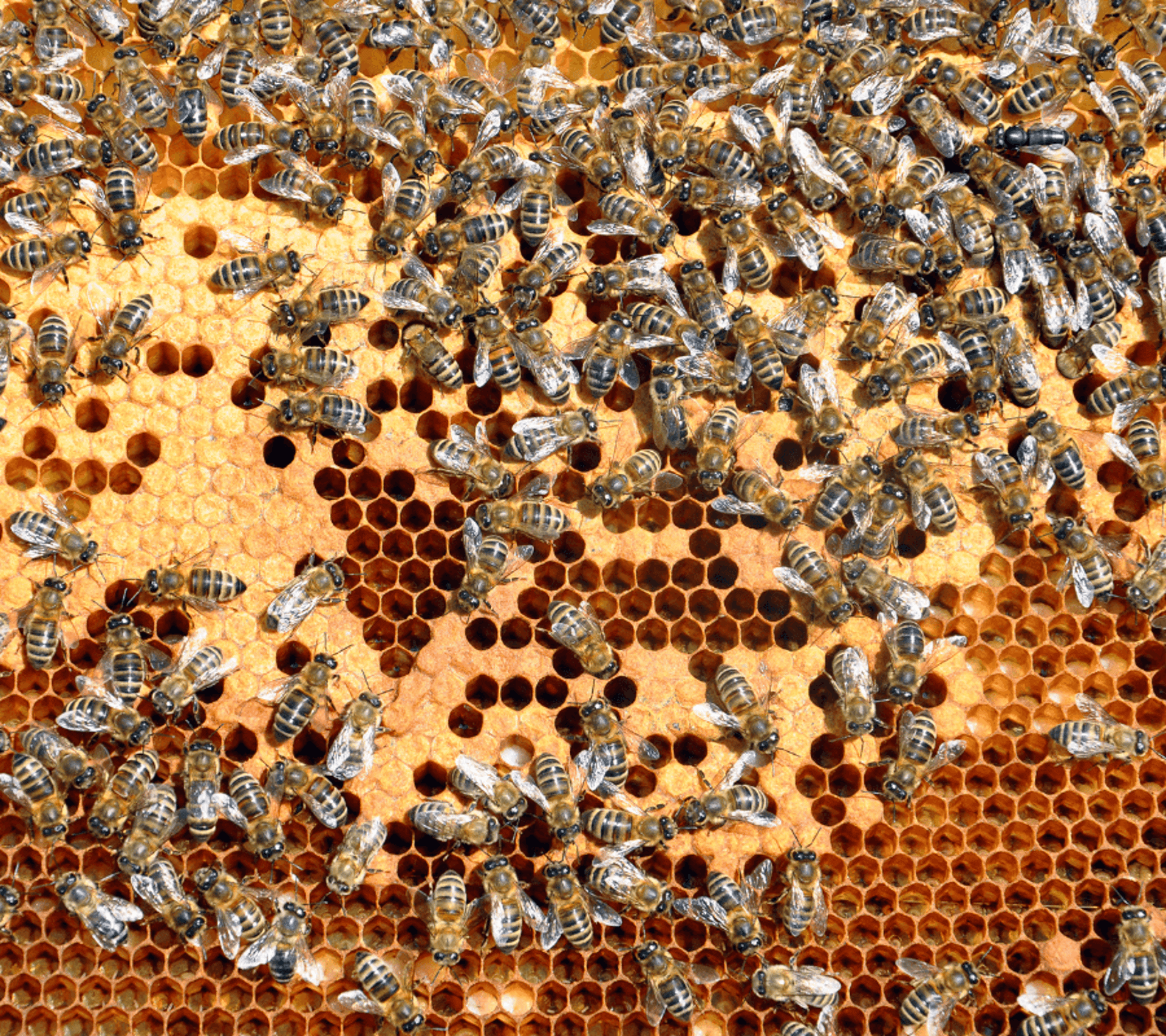 wax sealed honeycomb