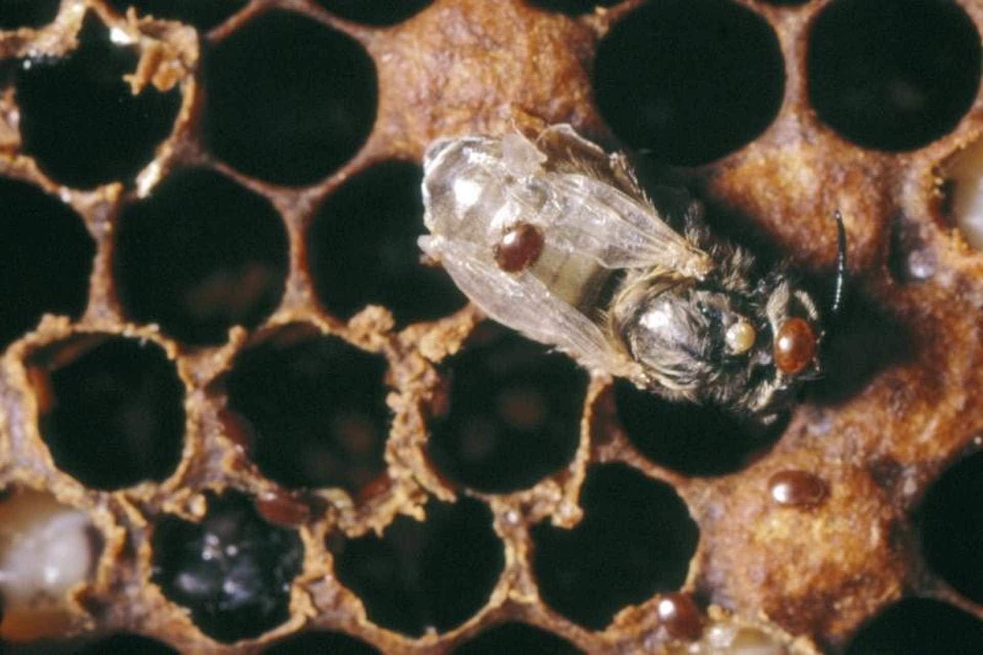 varroa mites on a bee