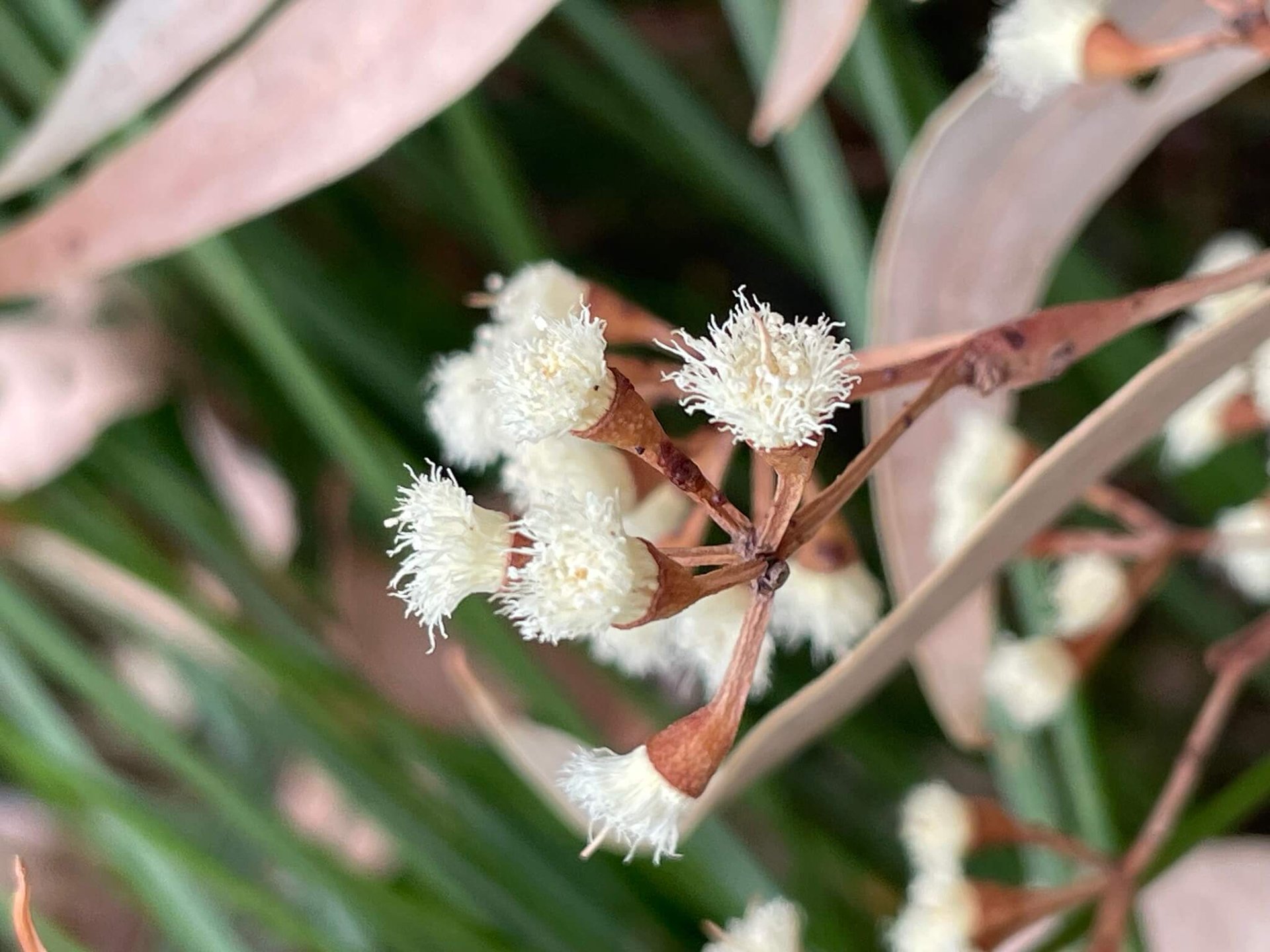 Yarri Blackbutt flowers