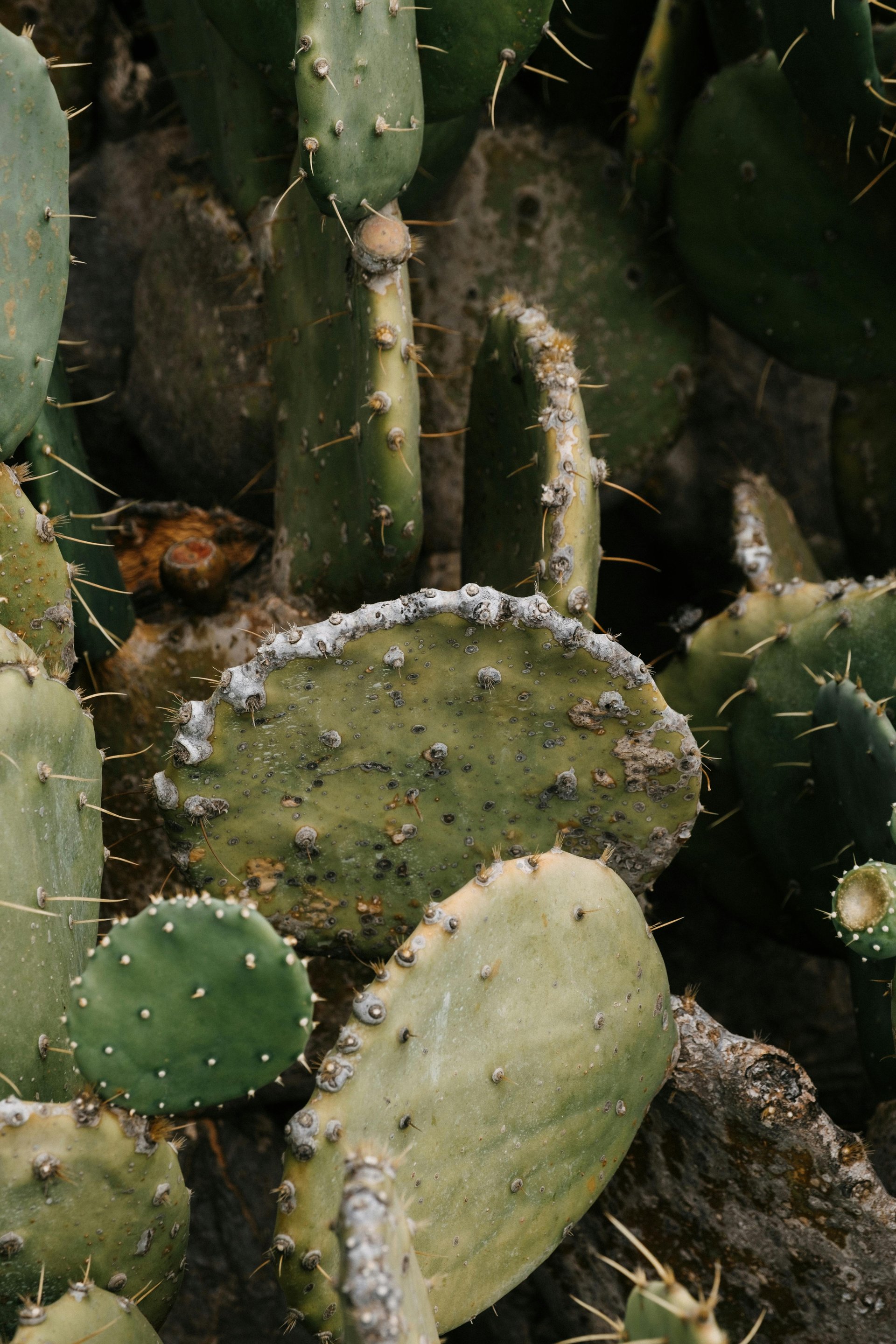 red volkswagen beetle parked on gray asphalt road during daytime