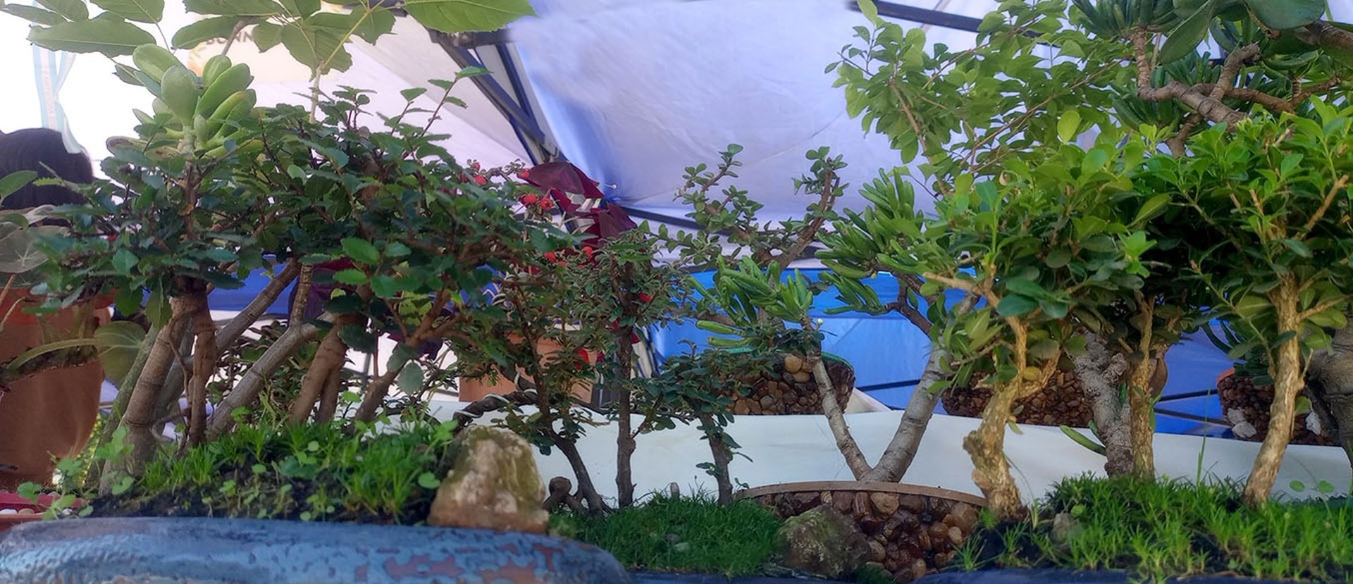 Woman explores a colorful garden.