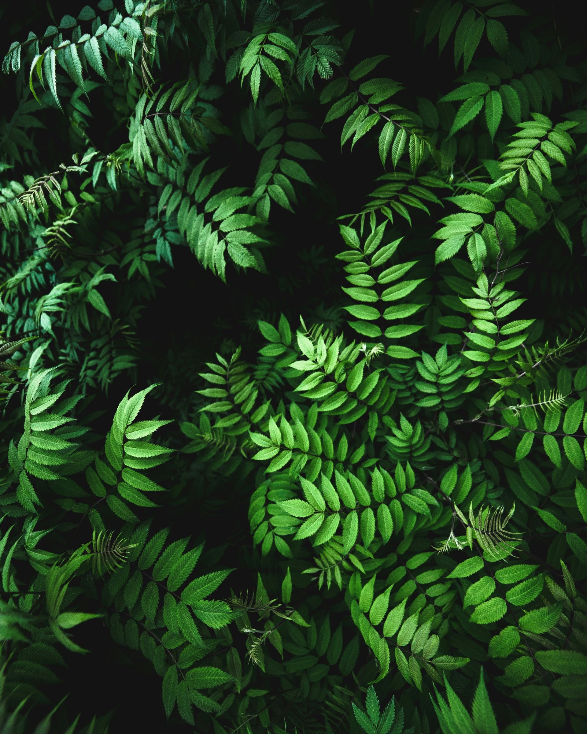 green fern plant