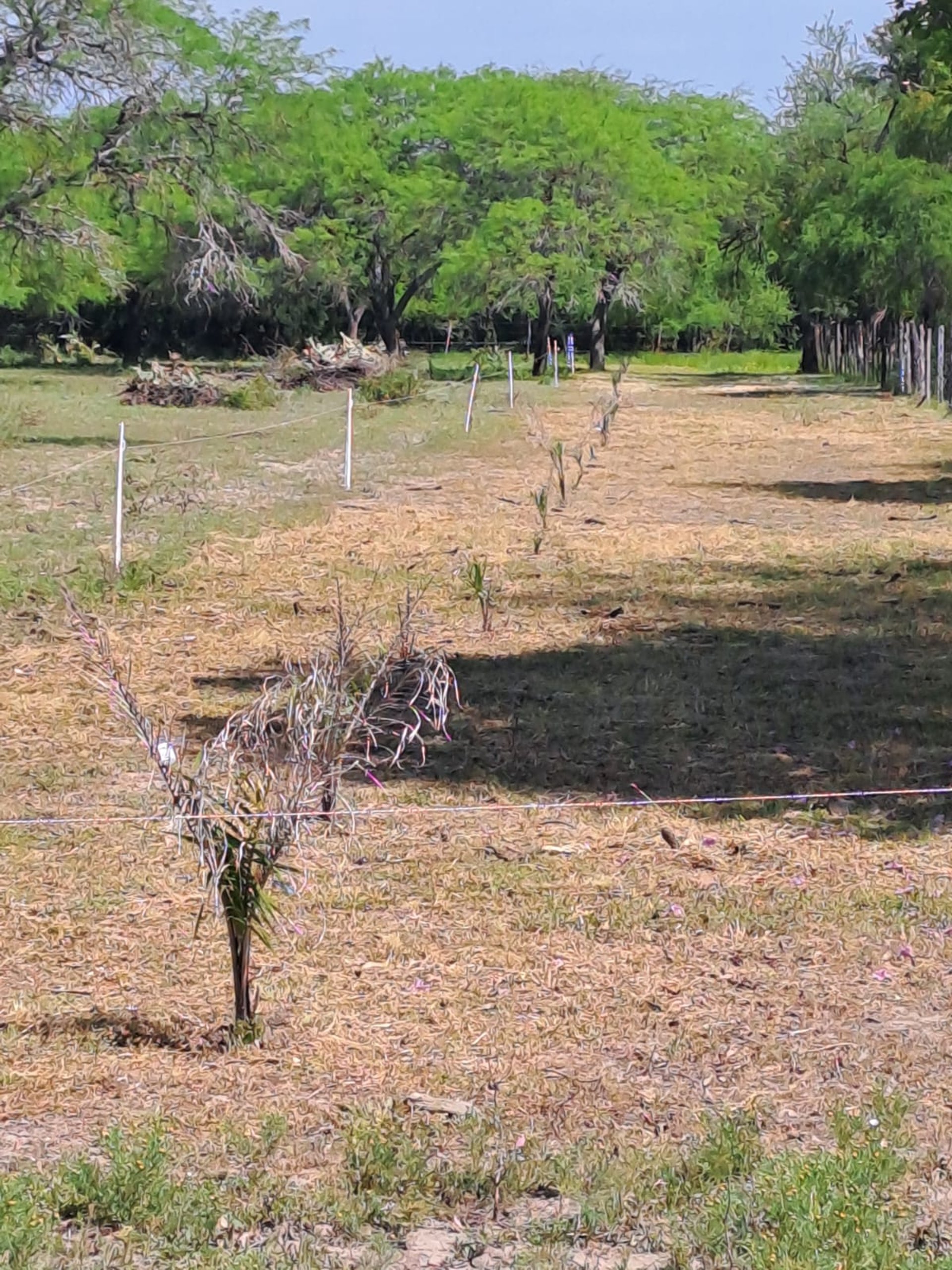 black and brown leather padded tub sofa