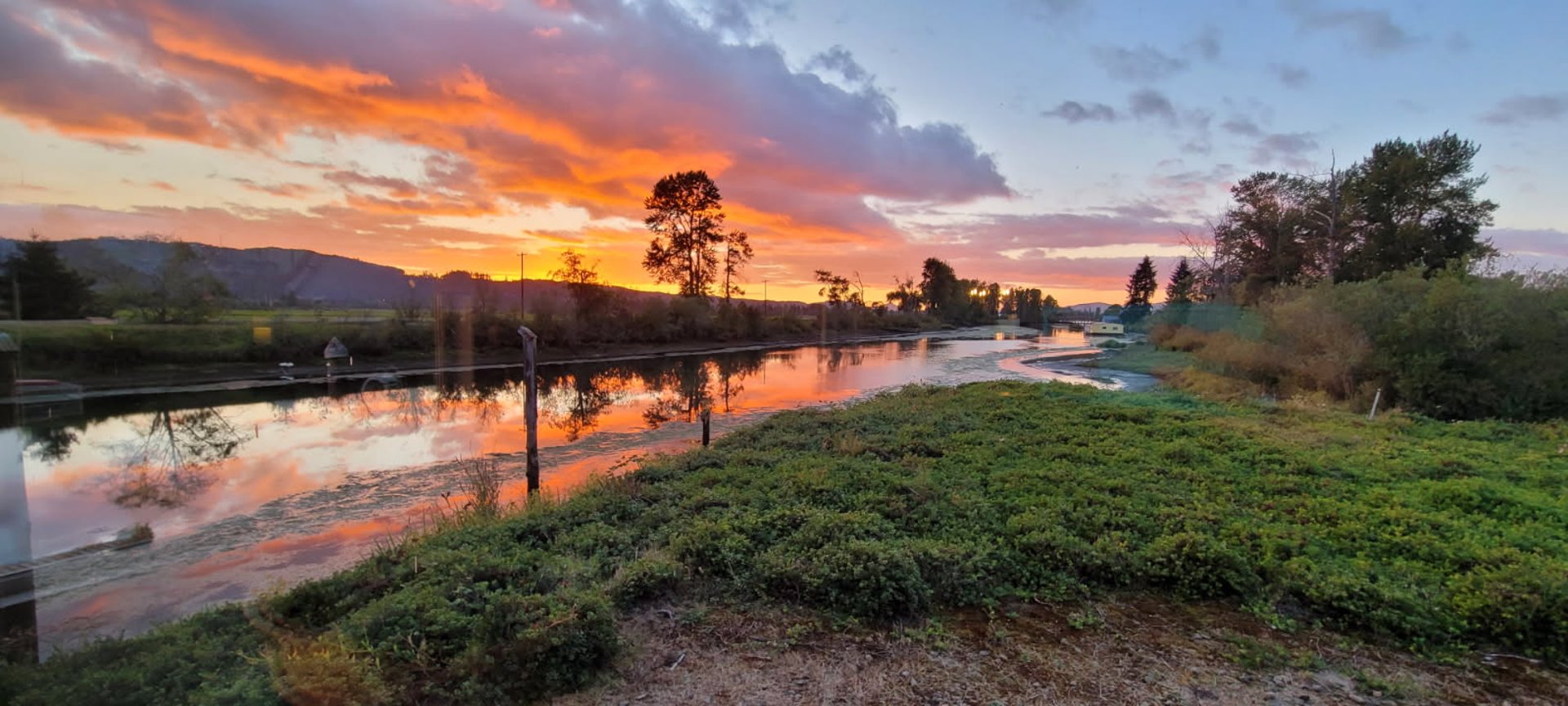 yellow sunflower field during daytime