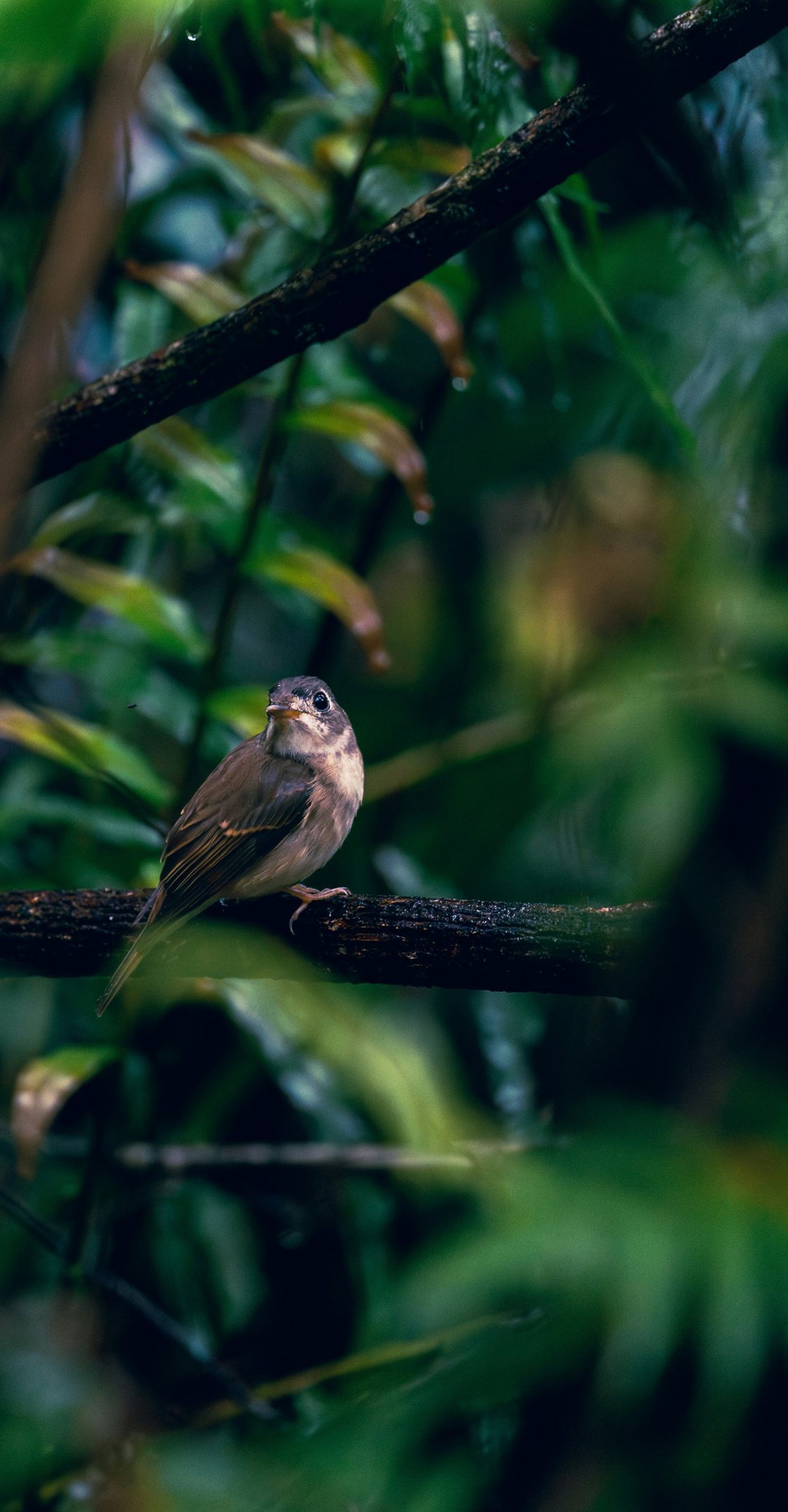 A frog that is sitting on a leaf