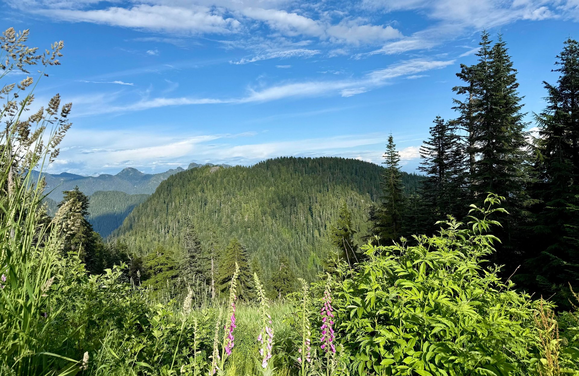 a view of a beach from above some trees