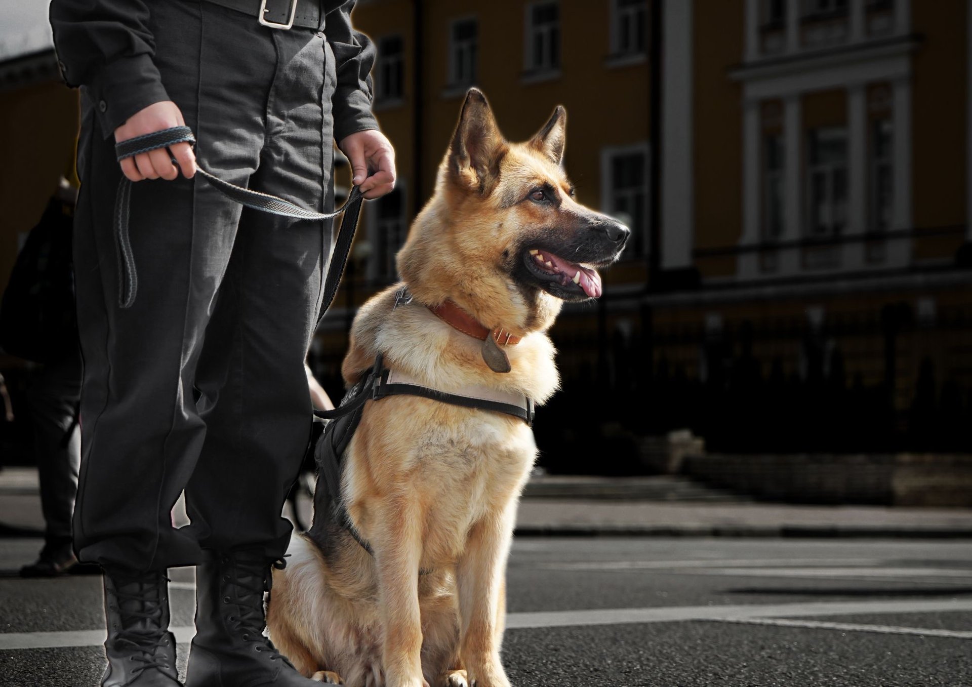 Primer plano de perro vigilante