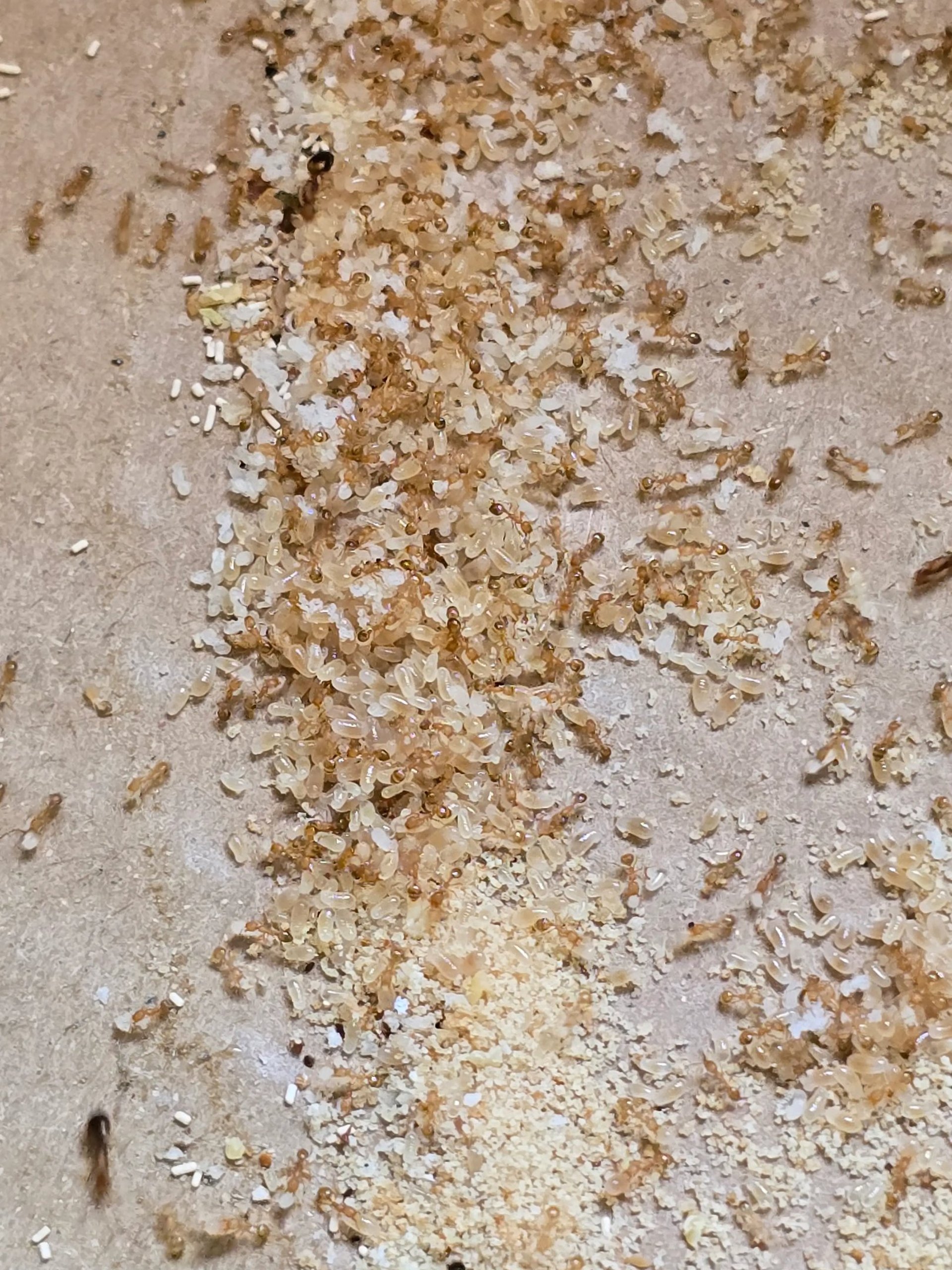 pharaoameisen und deren Eier und Königinnen