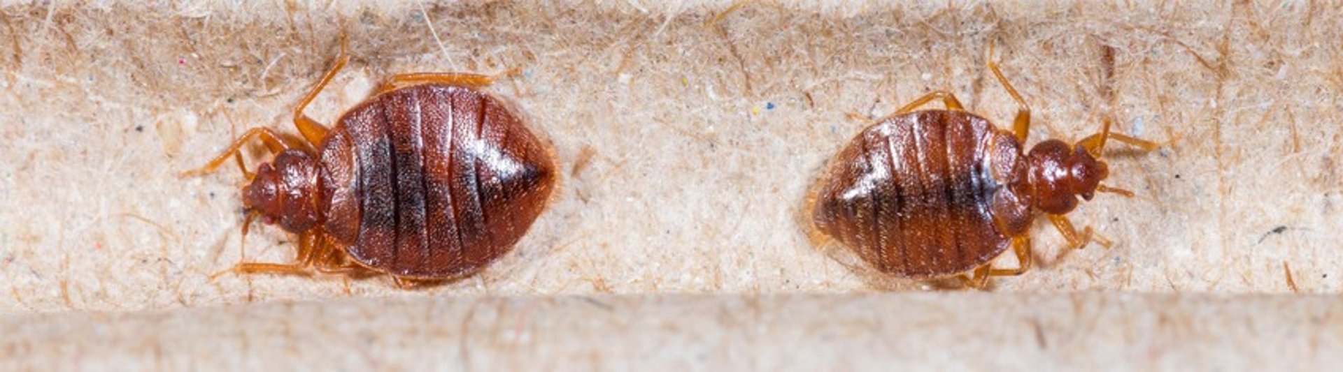 Bettwanzen Nahansicht auf der Haut