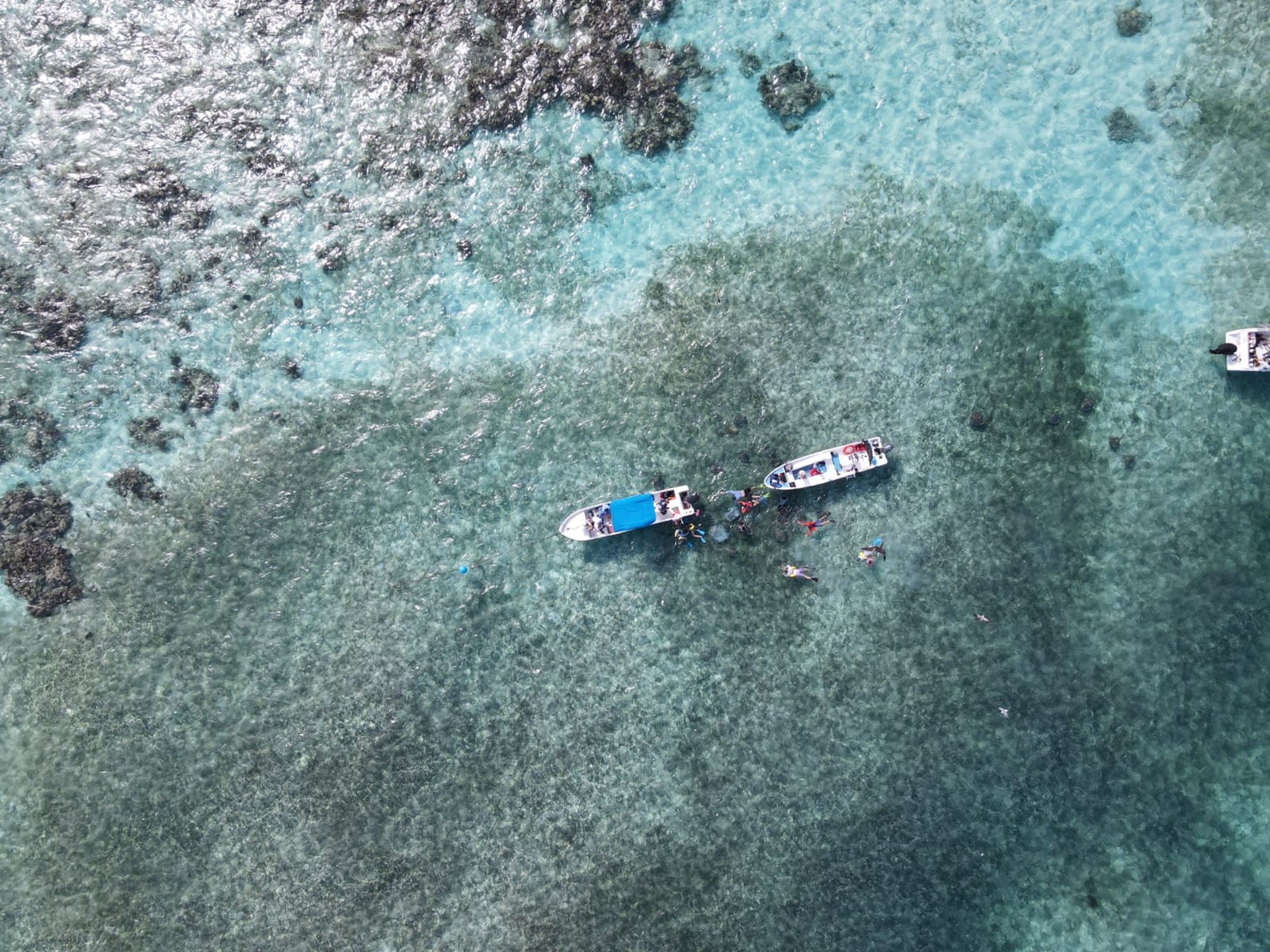 marine photography of turtle