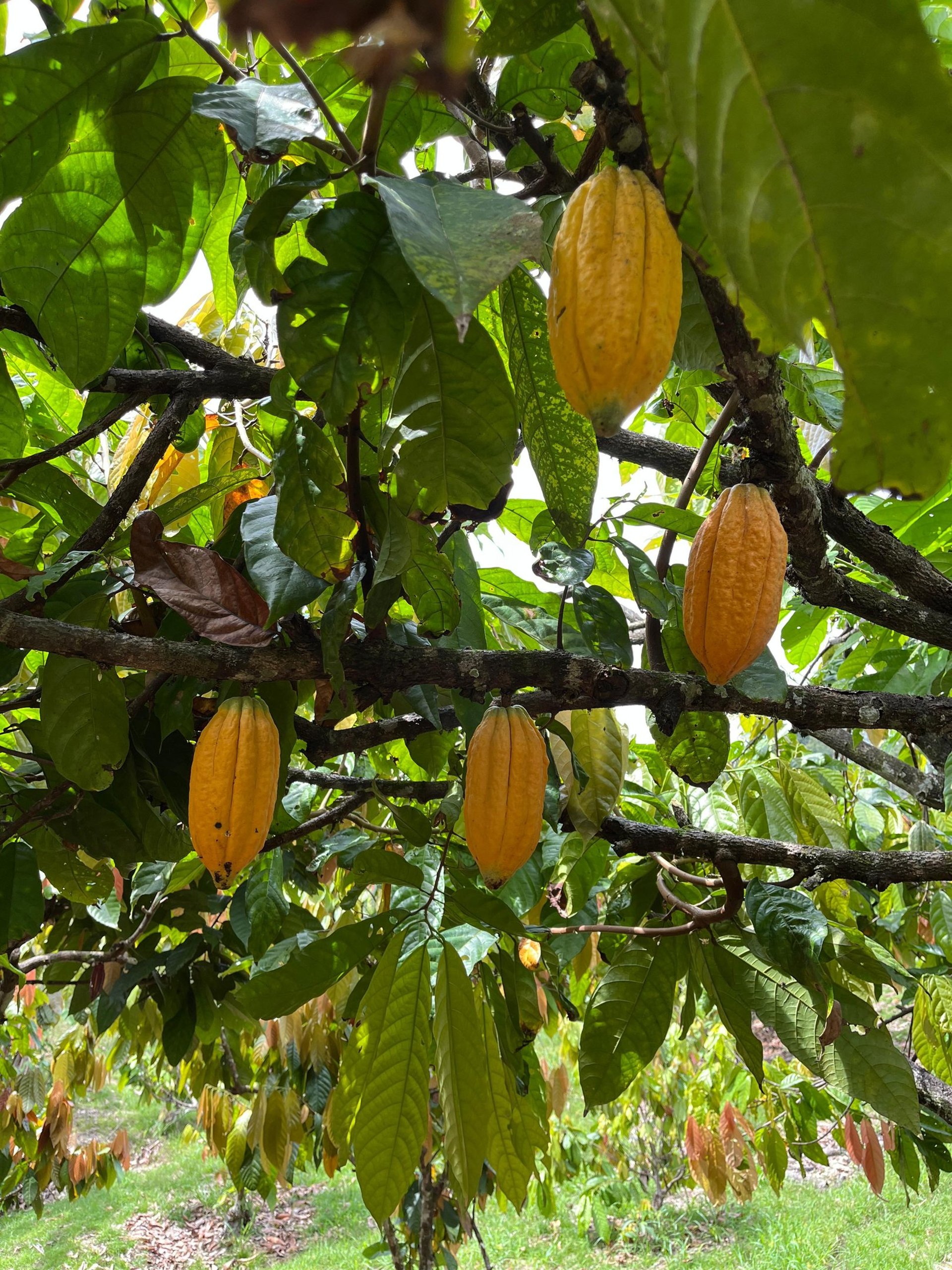 woman wearing yellow long-sleeved dress under white clouds and blue sky during daytime