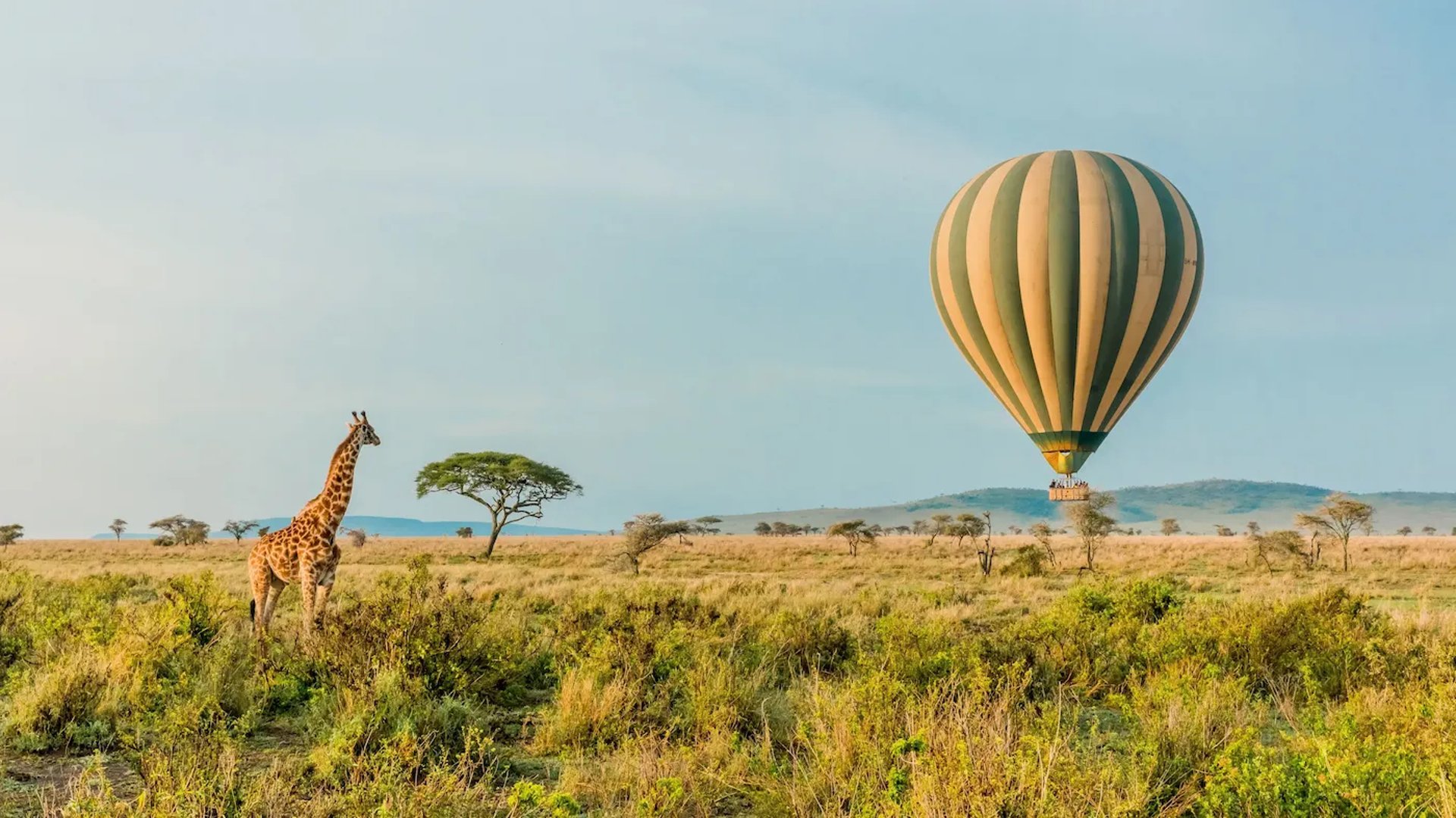 Giraffe in the Serengeti with a hot air balloon at sunrise