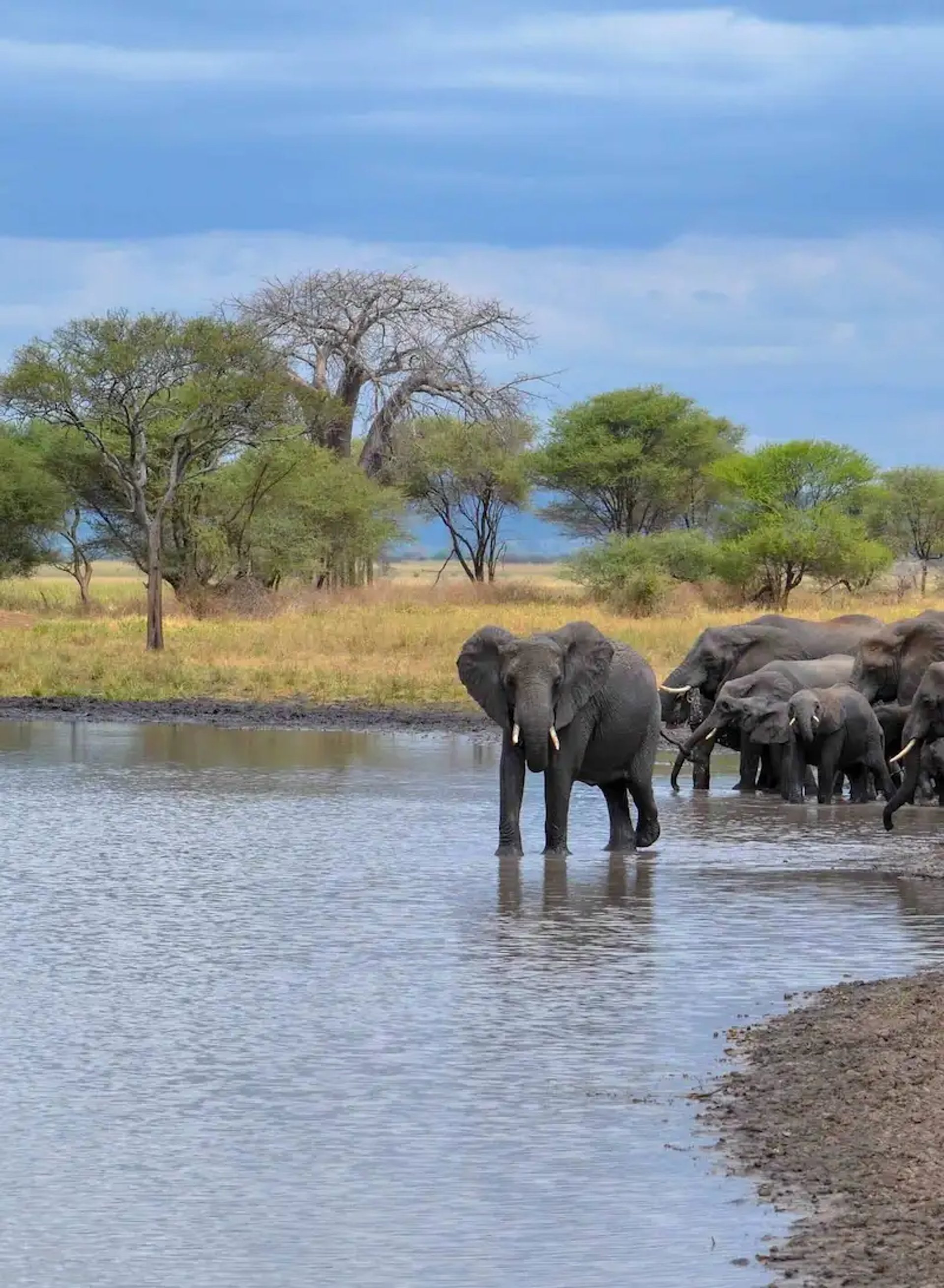 Elephants walking across the savannah on safari in Tanzania