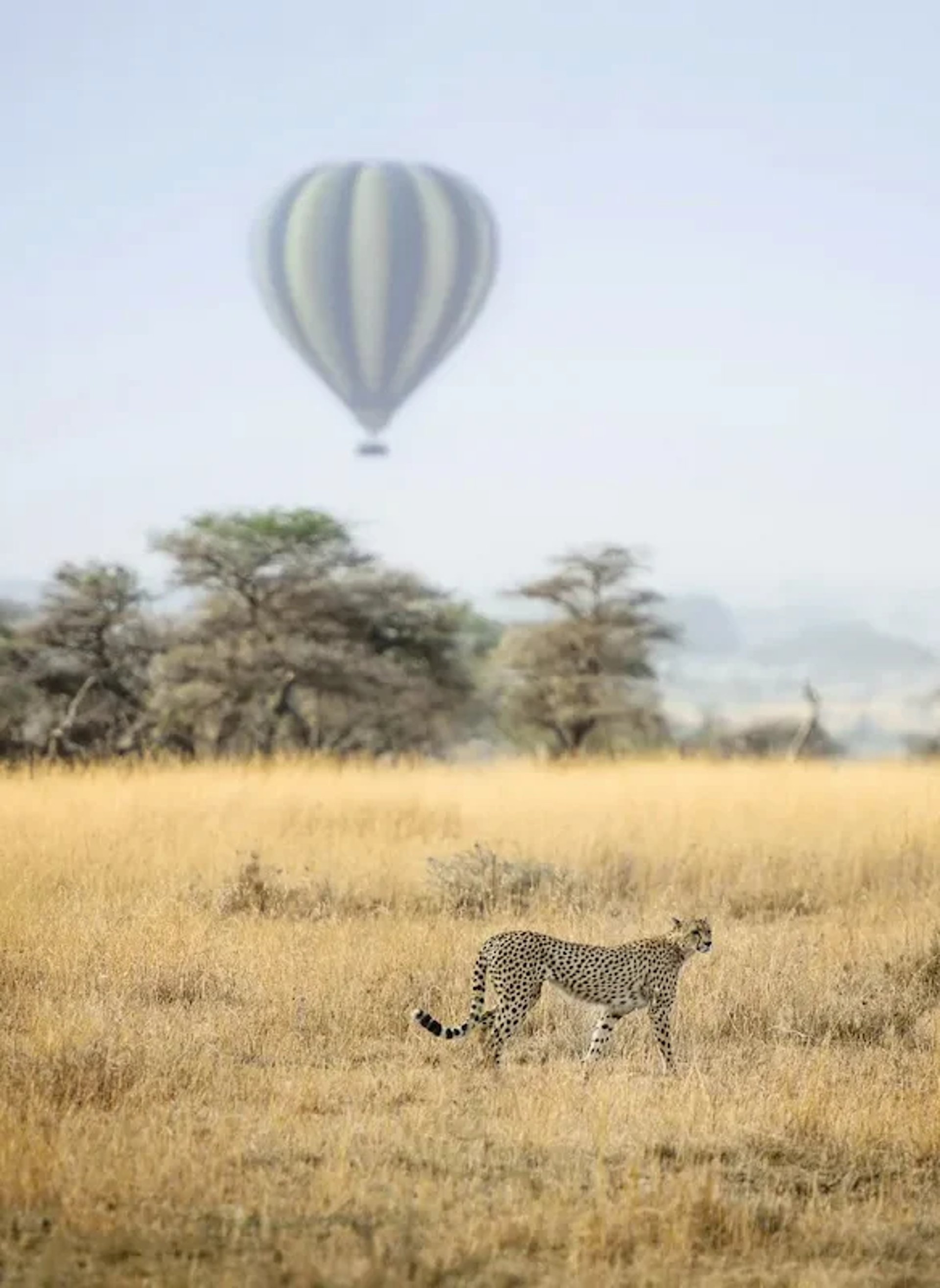 Elephants walking across the savannah on safari in Tanzania