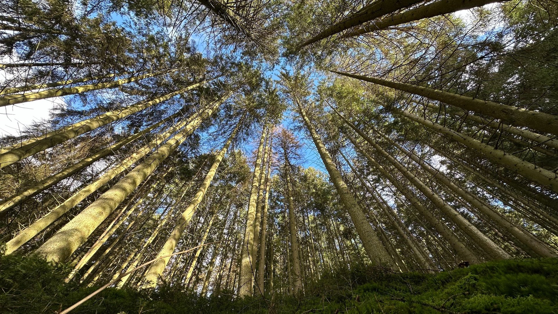 black and brown leather padded tub sofa