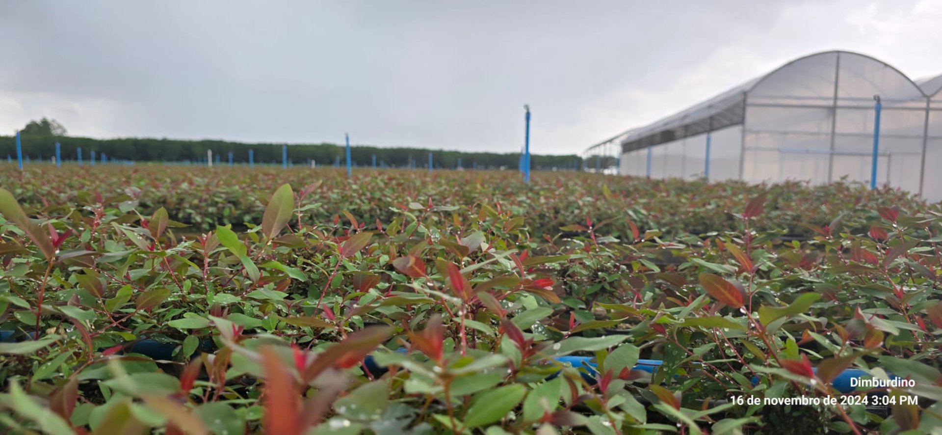 black and brown leather padded tub sofa