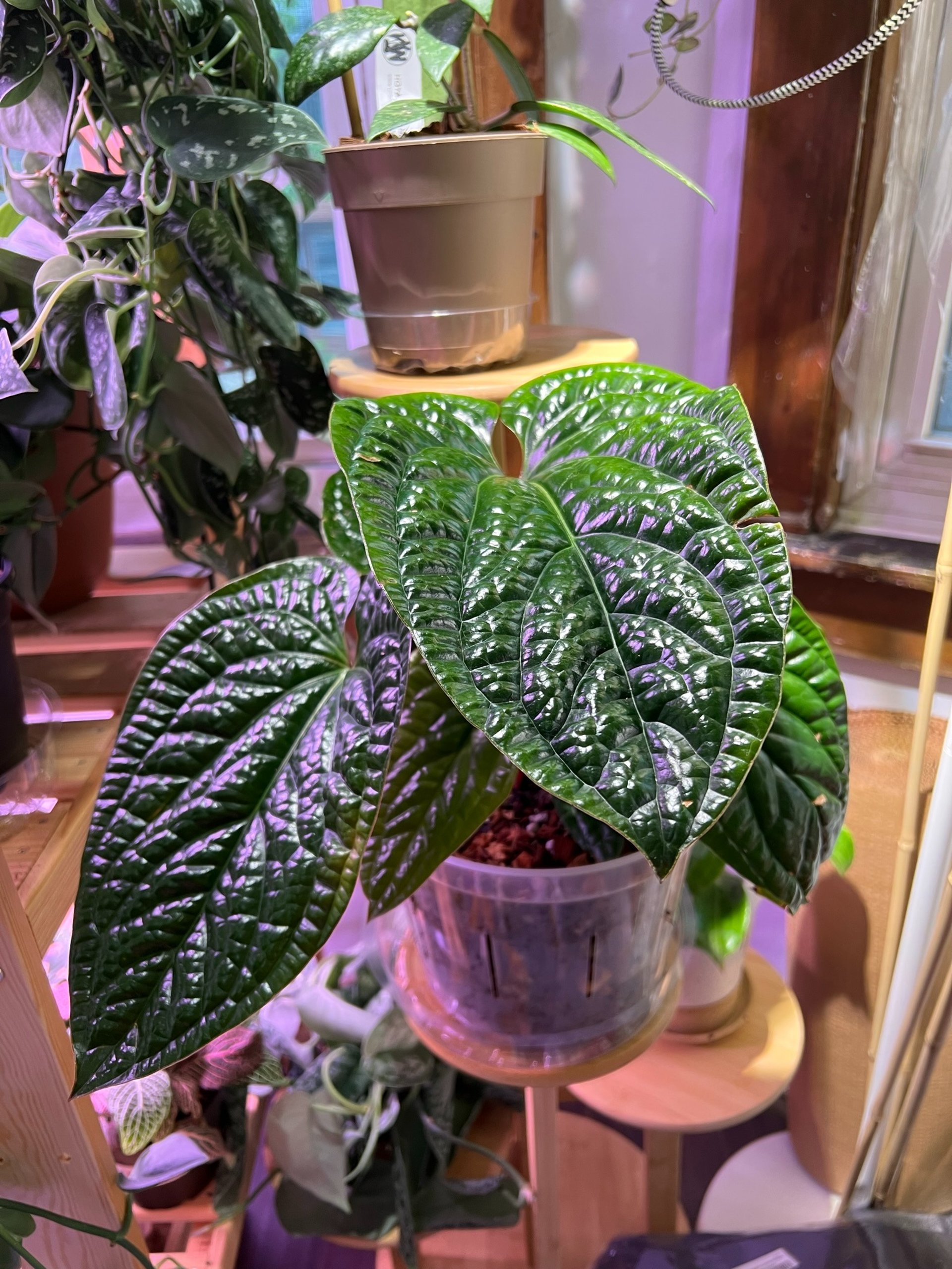 a photo of a beautiful, glossy anthurium radicans x luxurians