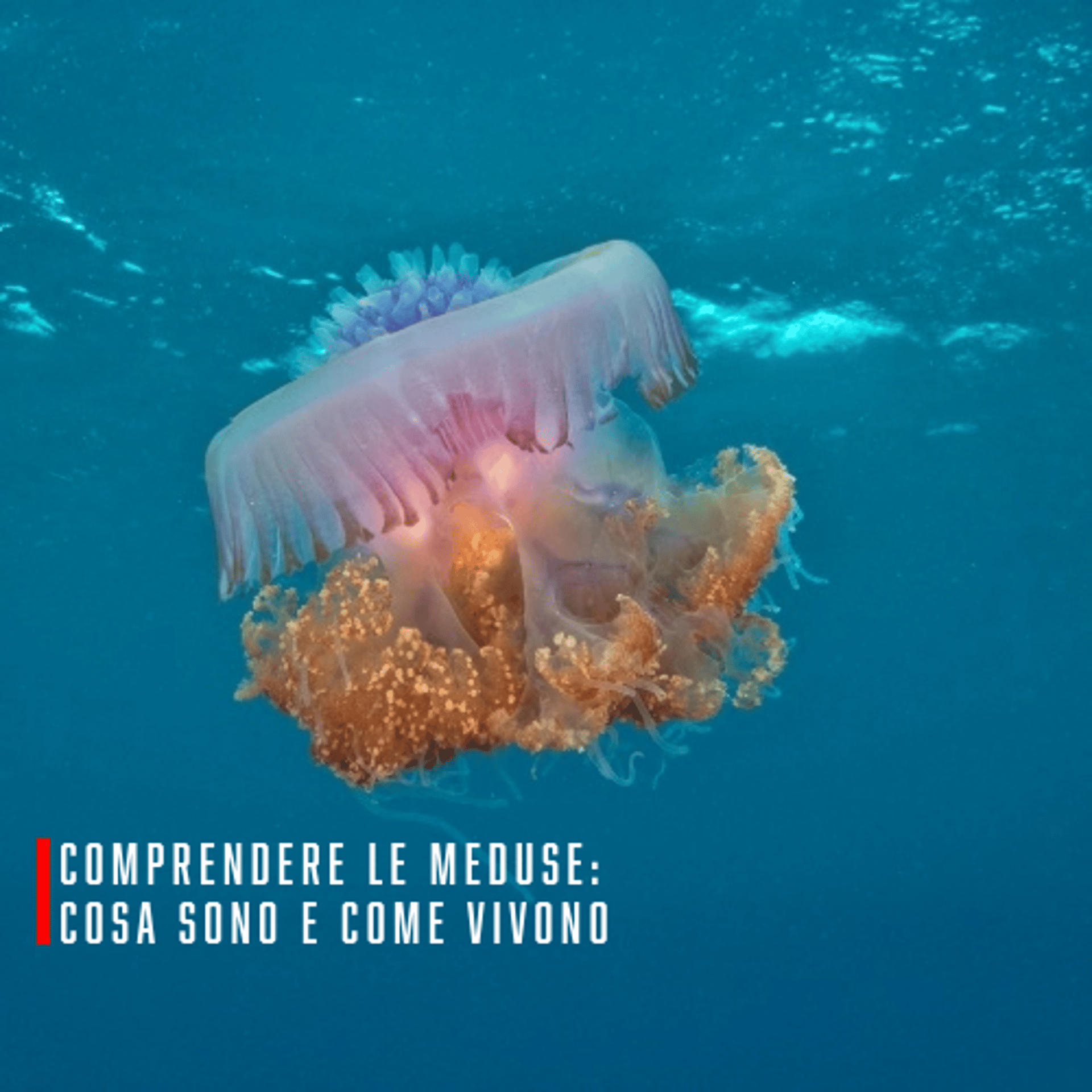 white and yellow jellyfish in water