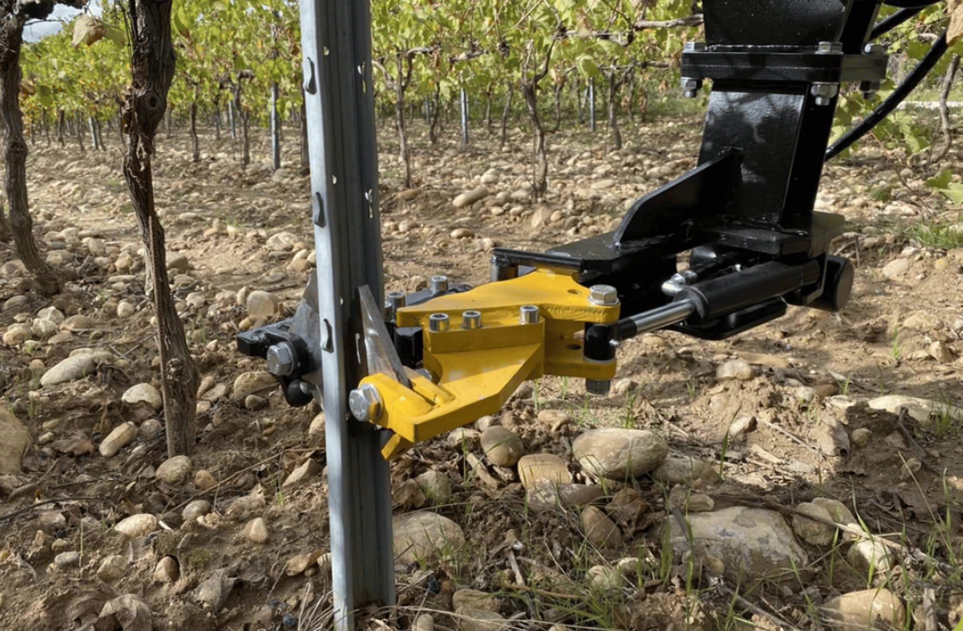 green round fruit on tree