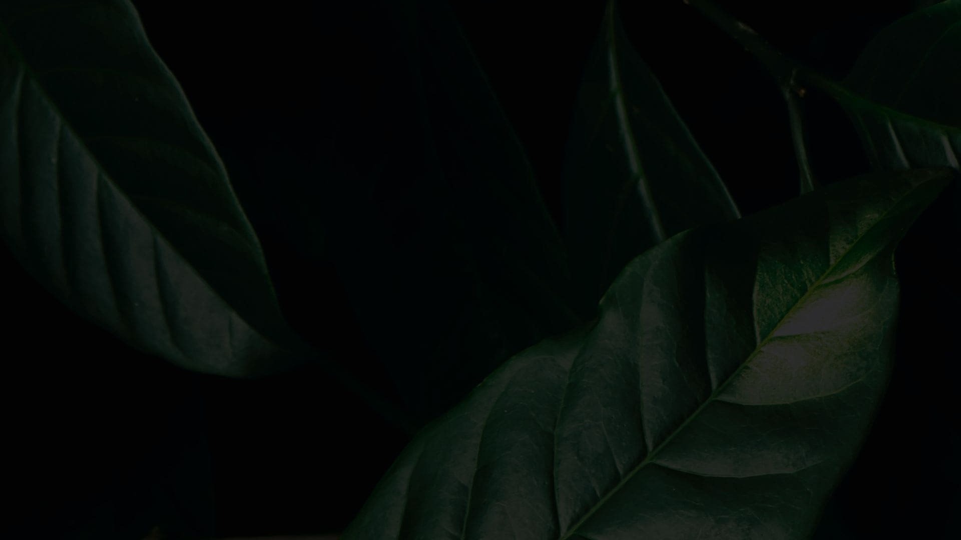 Fondo oscuro con hojas verdes intensas usado en título de blog