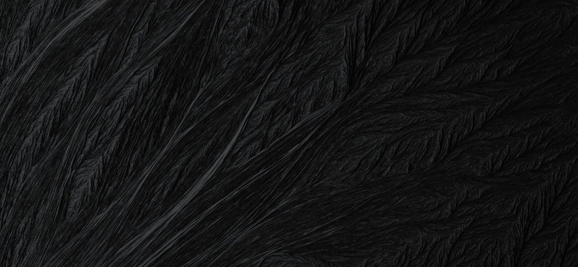 Textura cercana de plumas negras sedosas, fondo oscuro y elegante