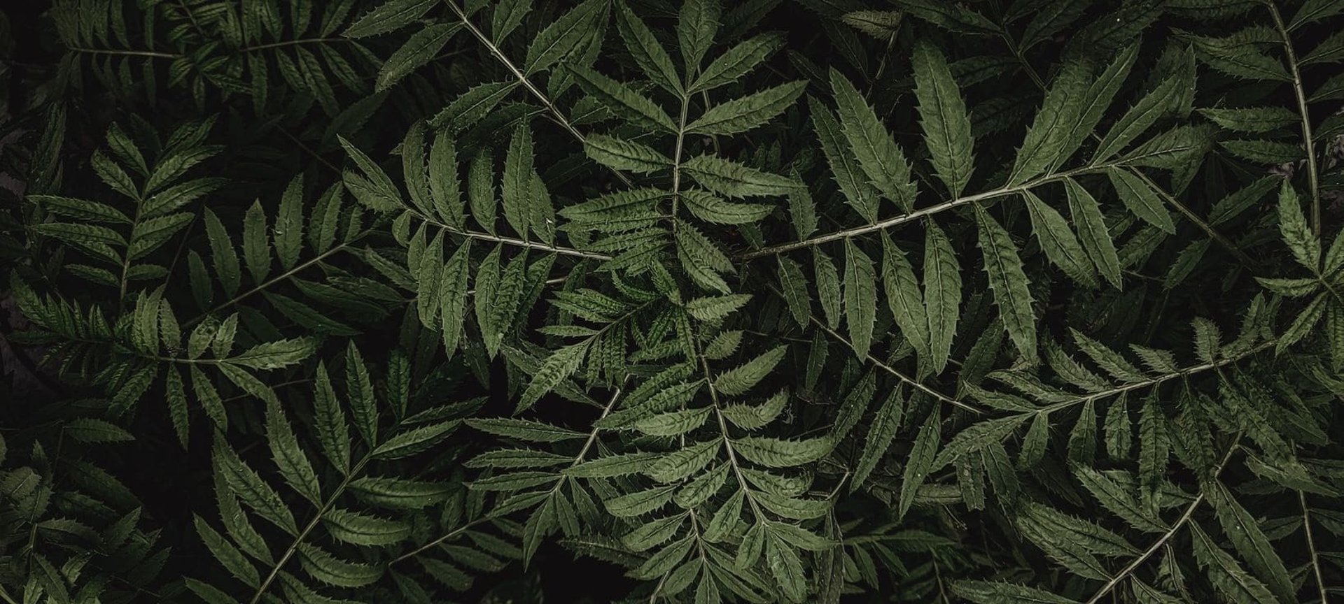 Vista aérea de una planta frondosa con un verde intenso sobre una superficie negra oscura