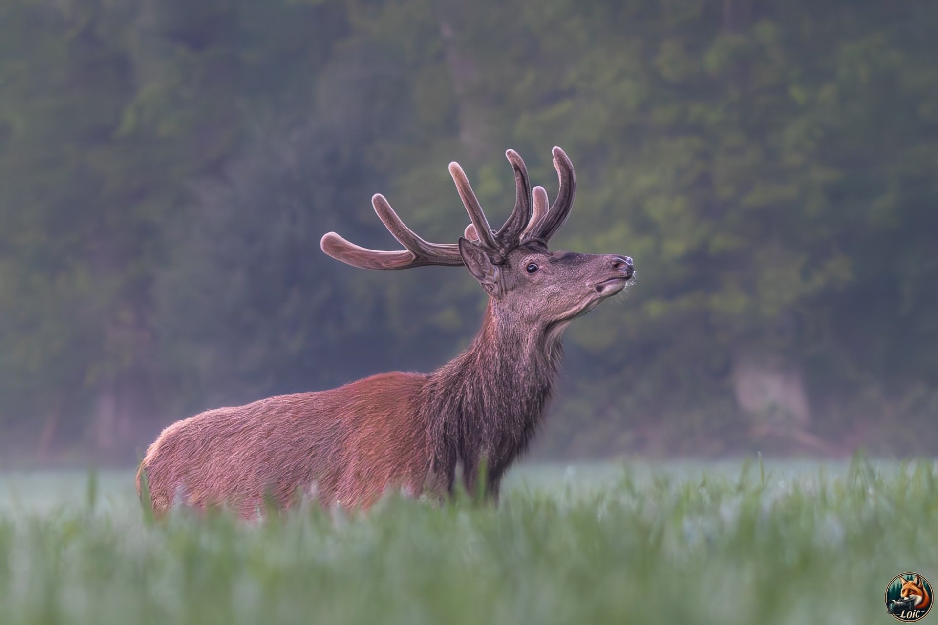 cerf en forêt d'eawy