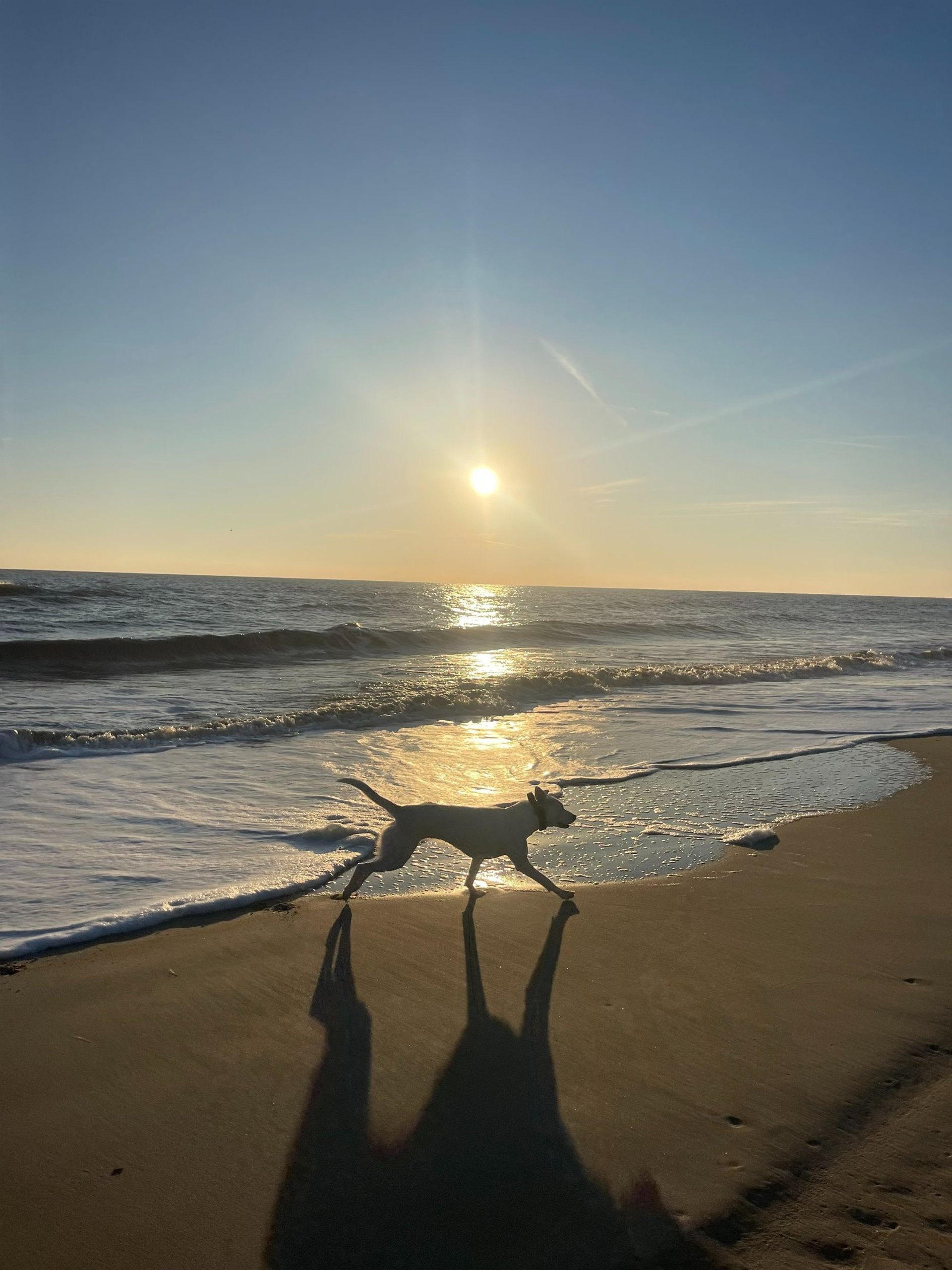 black white and brown short coated dog running on white sand during daytime
