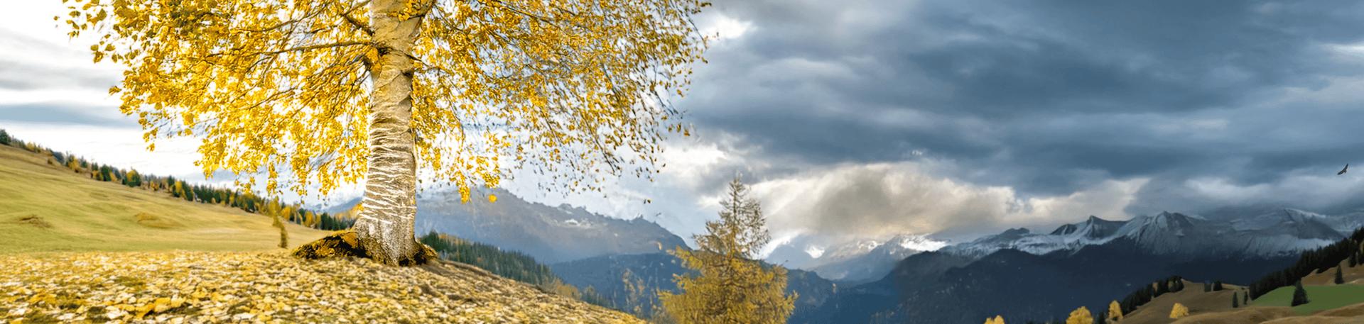 black and brown leather padded tub sofa