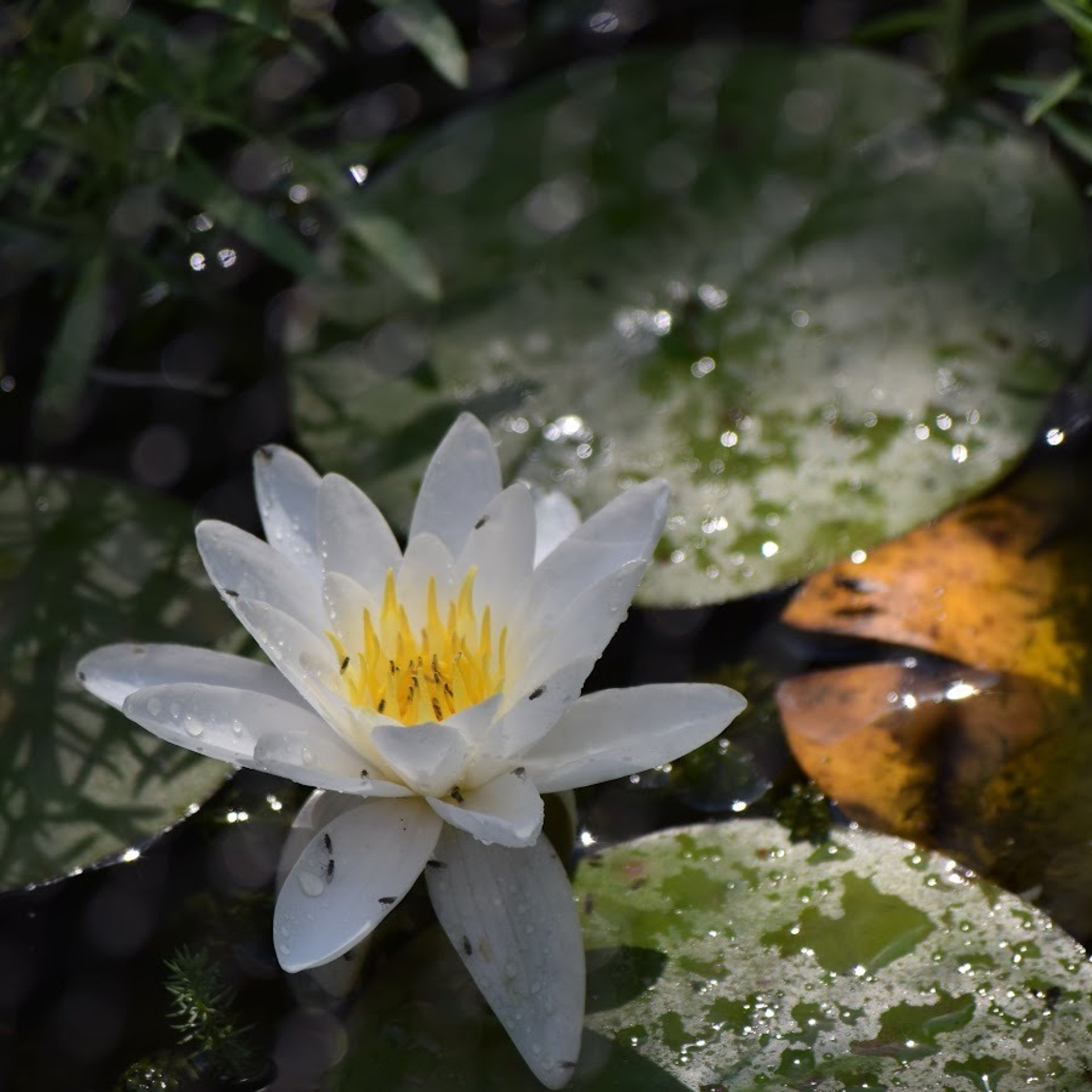 woman holding dried flower