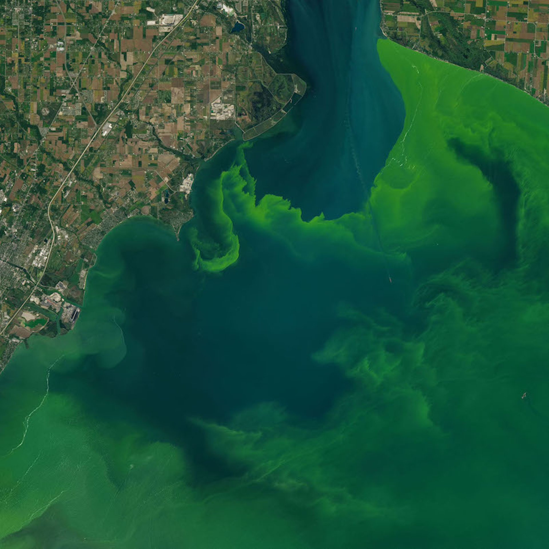 floraciones de cianobacterias vistas desde el espacio