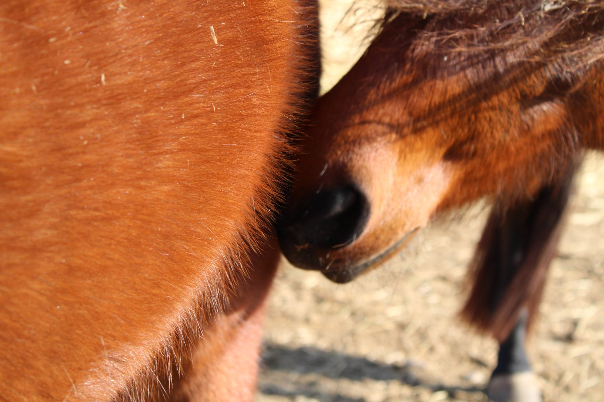 silhouette of horses on field during sunset