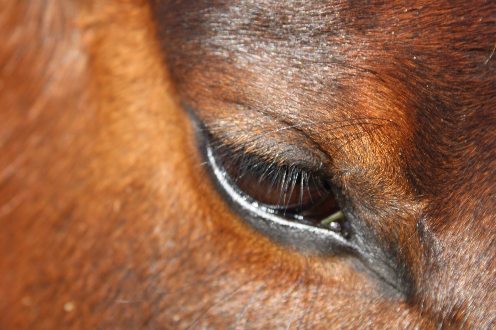 macro shot photo of horse left eye