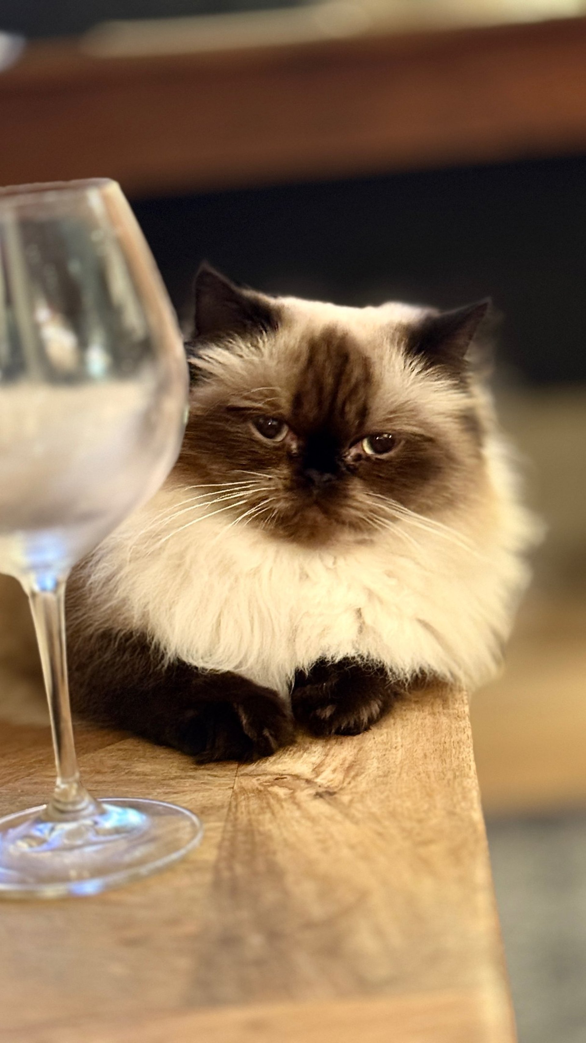 Luda Cat - Wine selections