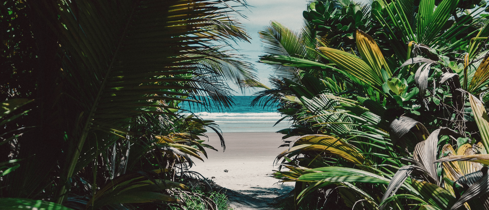 green palm trees near body of water during daytime