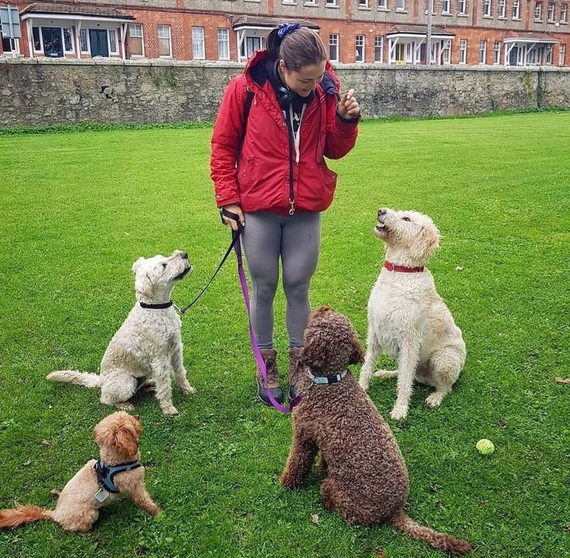 woman in gray shirt sitting on brown couch beside brown long coated dog