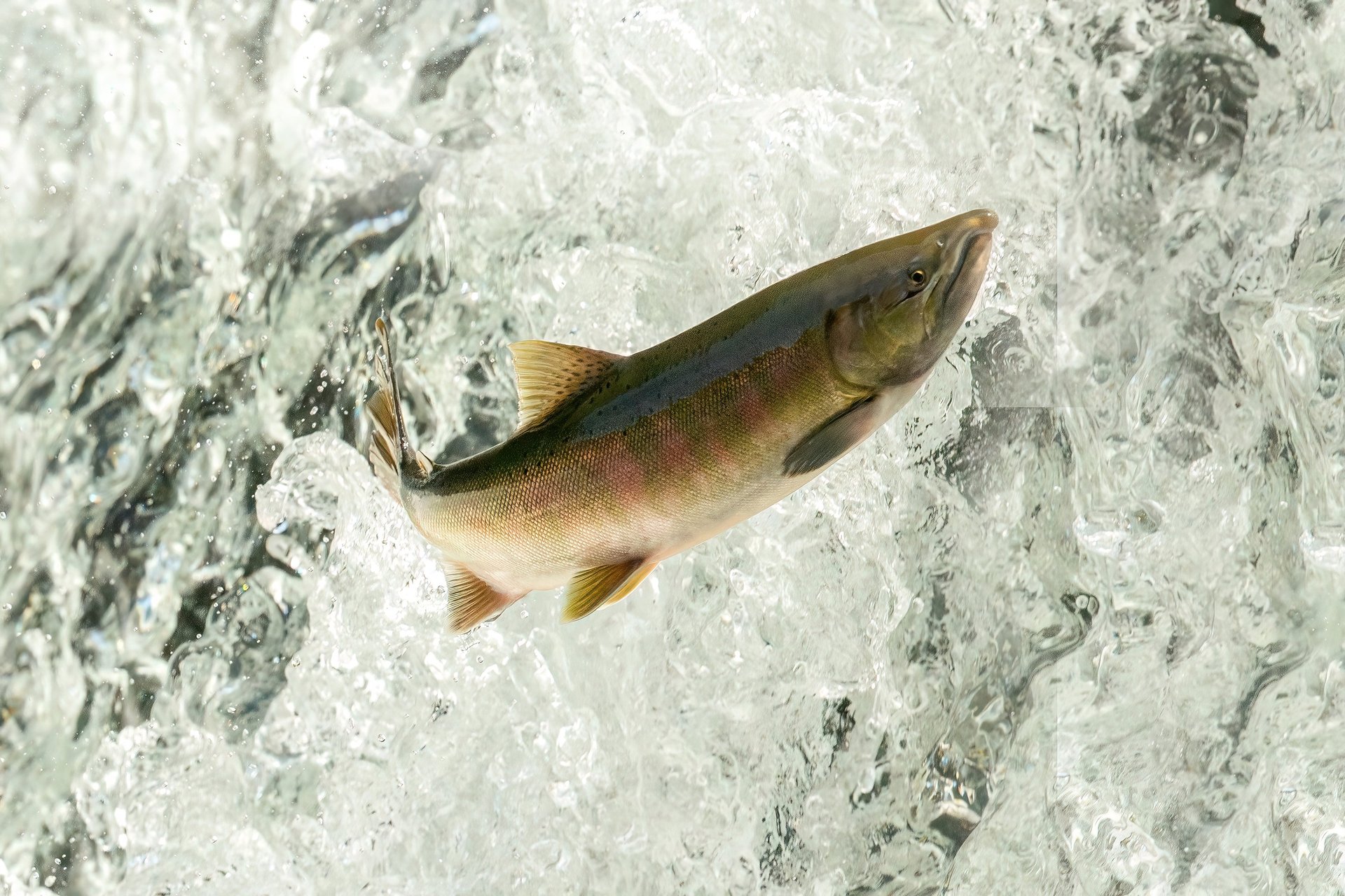 The sydney opera house lit up at night