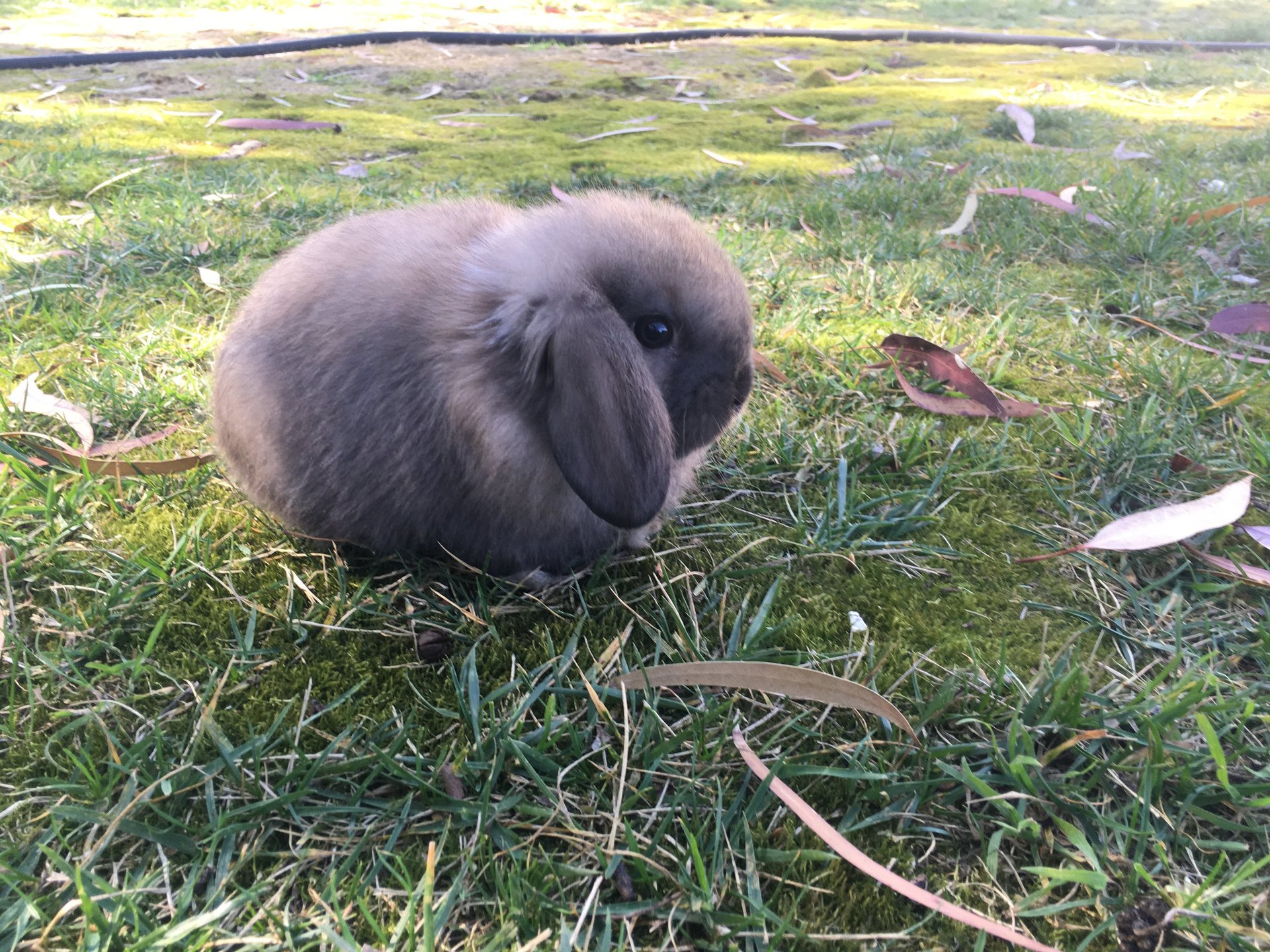 black and white bed linen