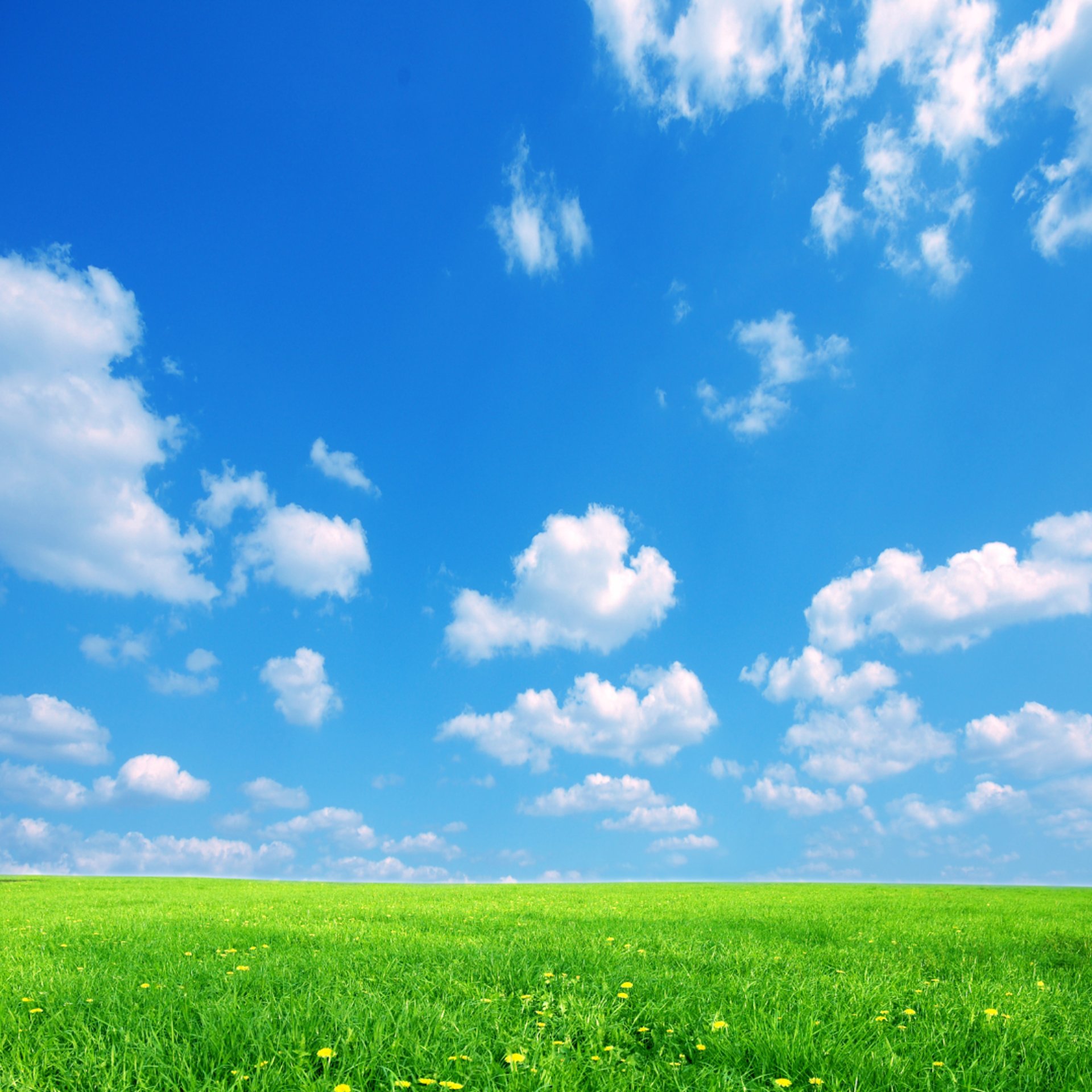 green coconut tree beside beach