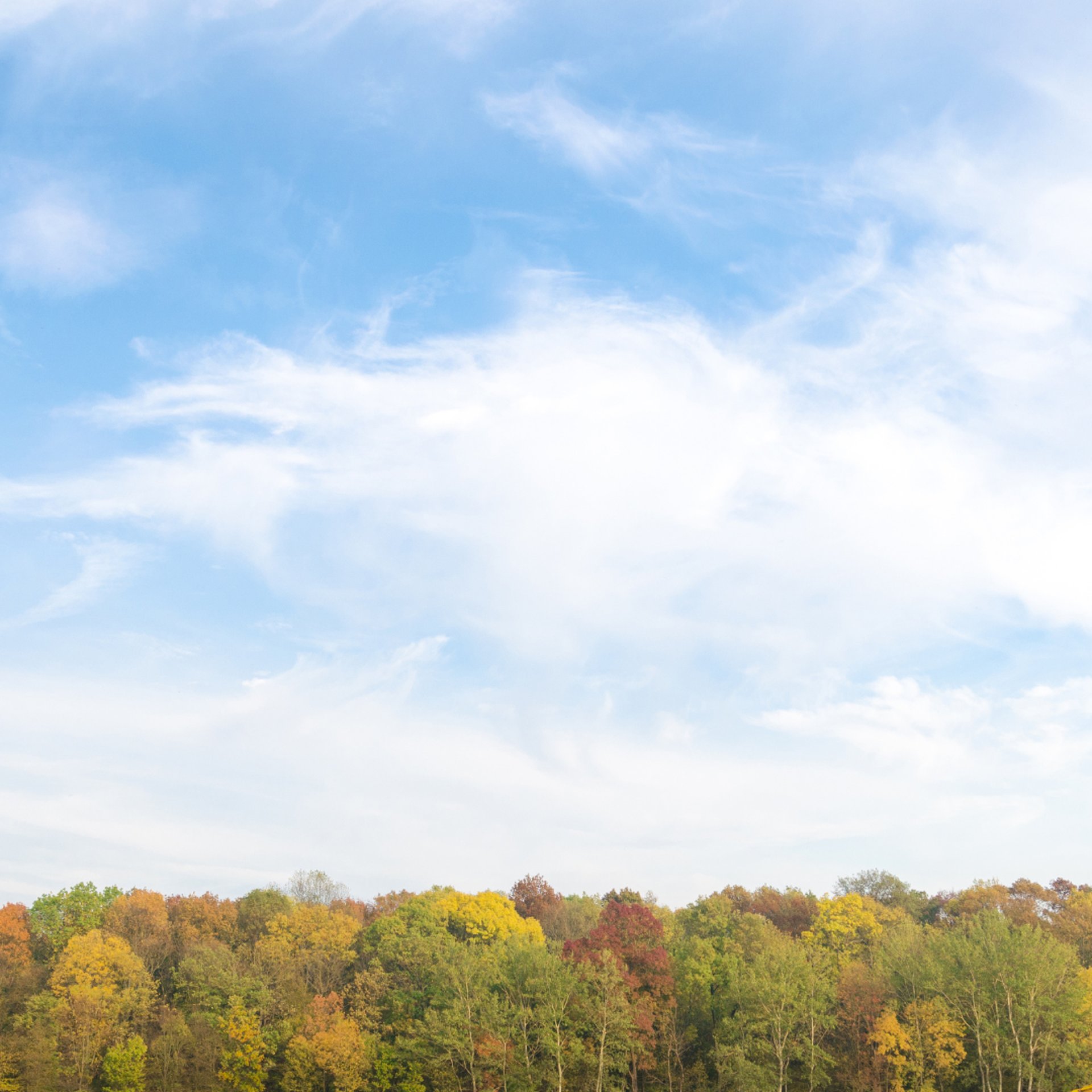 green coconut tree beside beach