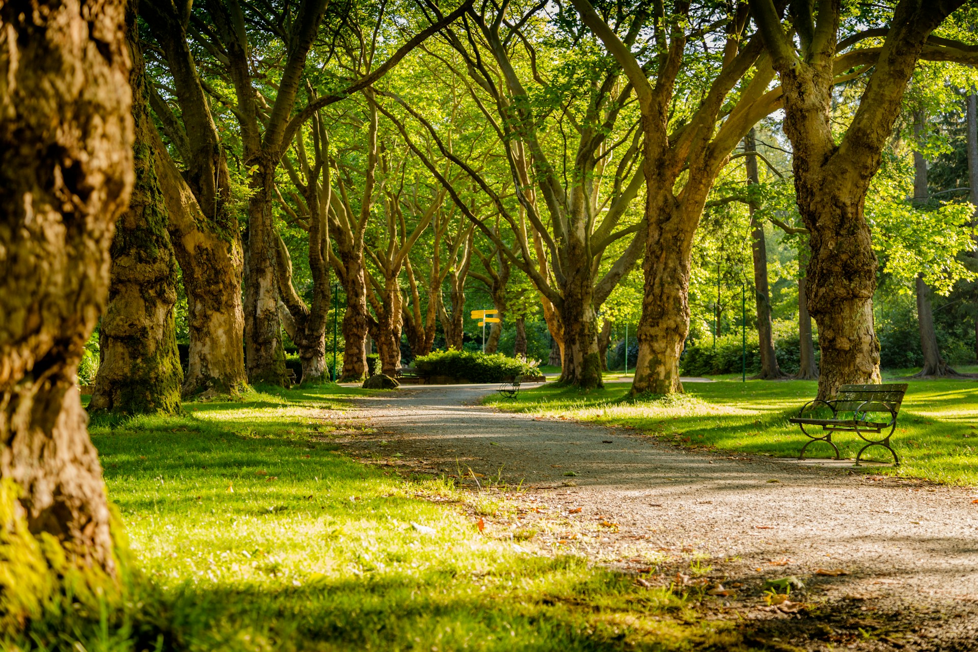 green trees at golden hour