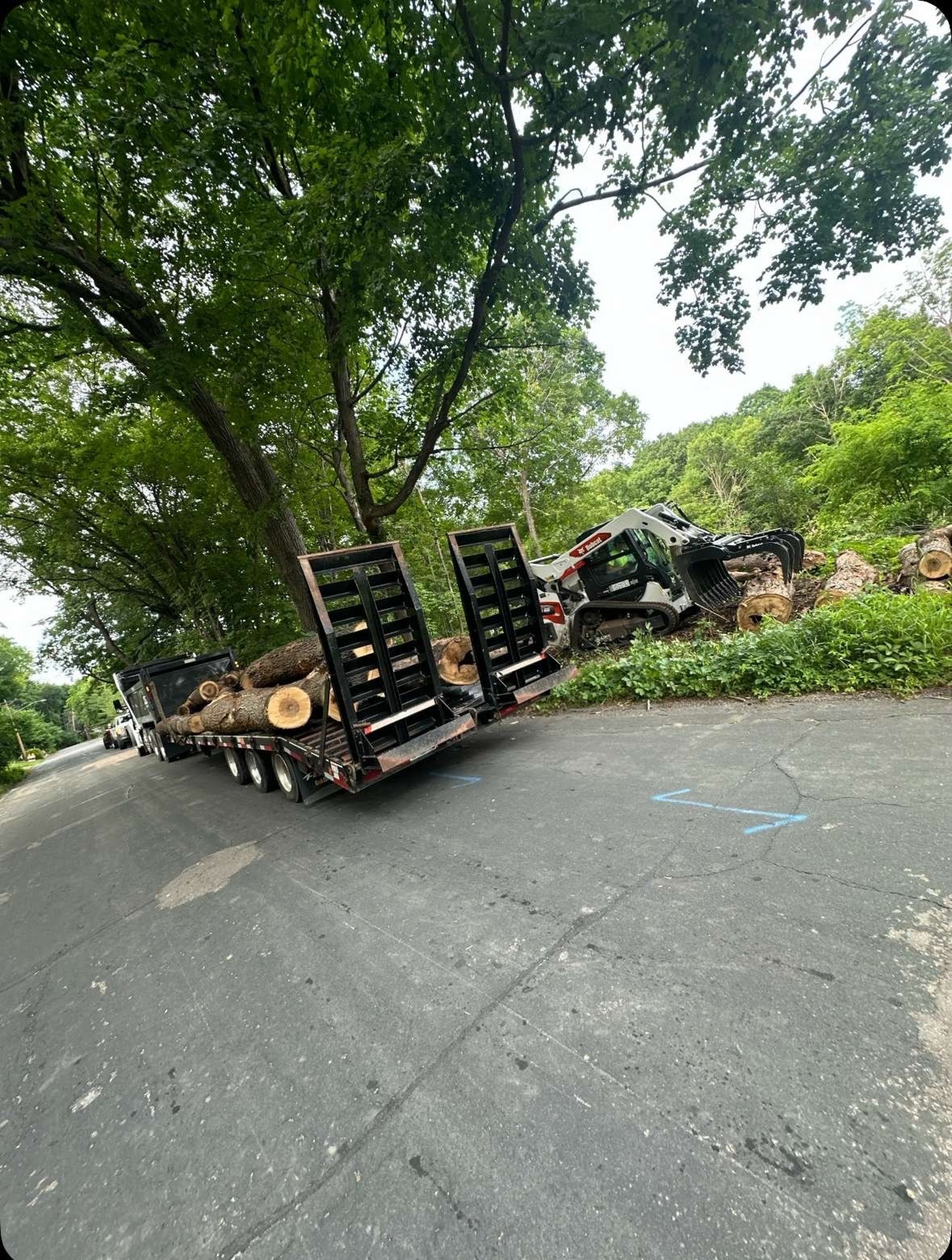tree-trunk-being-removed.jpg